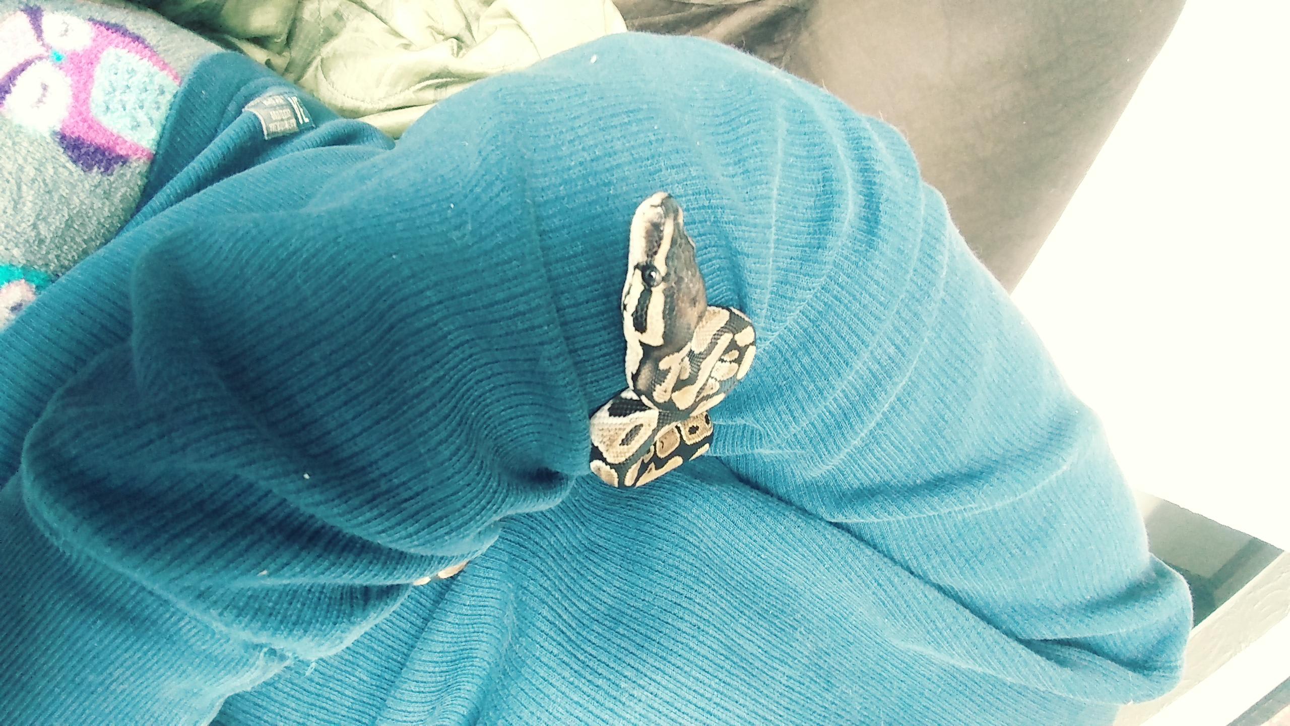 How often and how long should I safely hold my ball python? | Petco