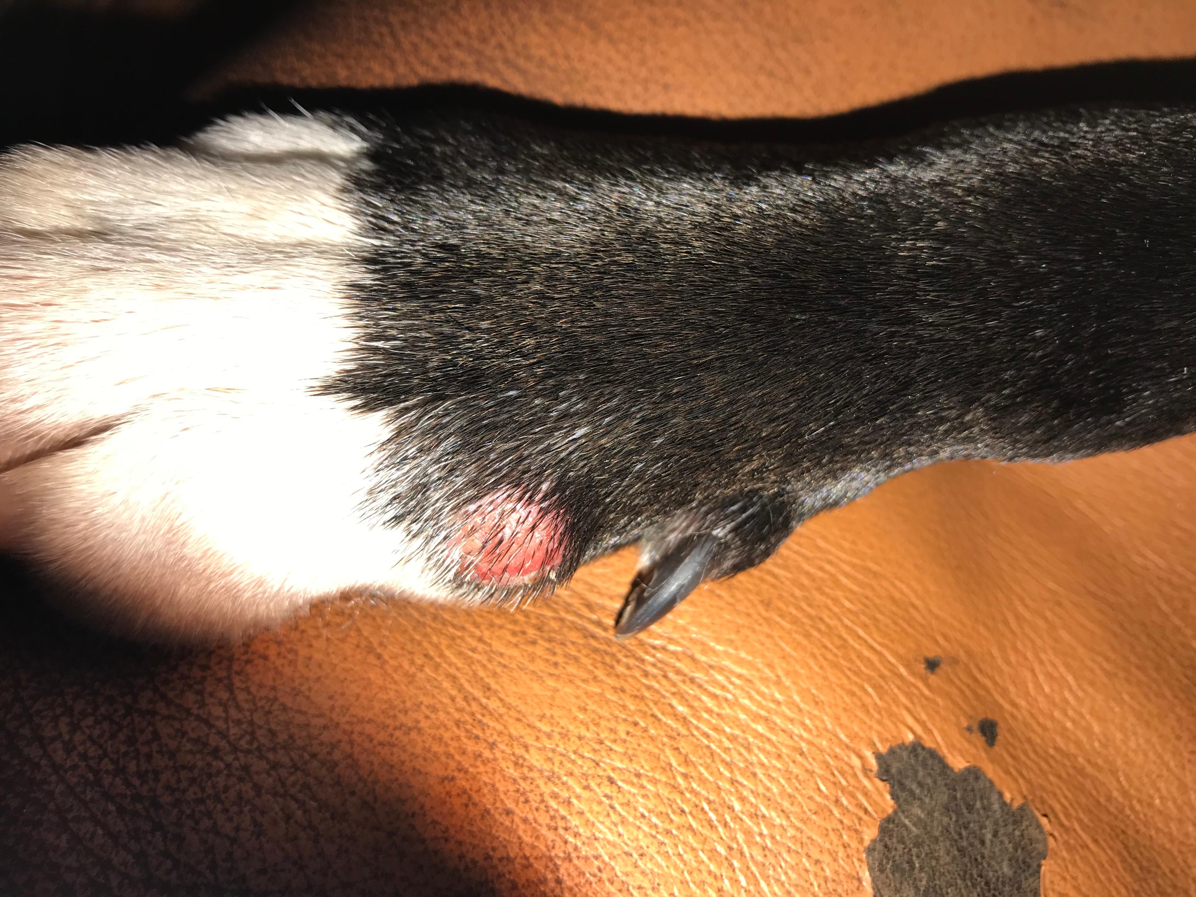 My dog has a lump on her paw. Should I go to the emergency vet? | Petco