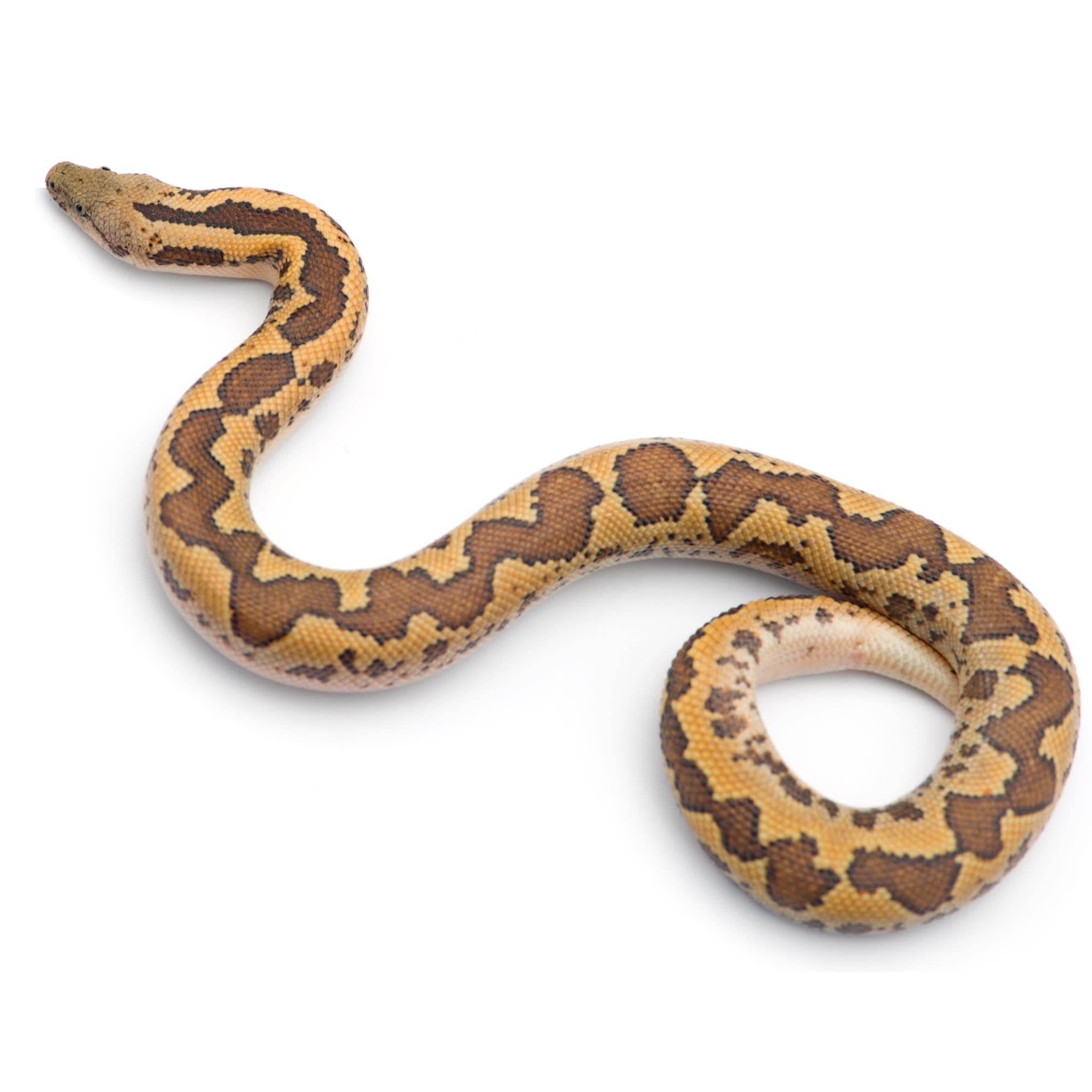 Kenyan Sand Boa Care Guide - The Critter Depot