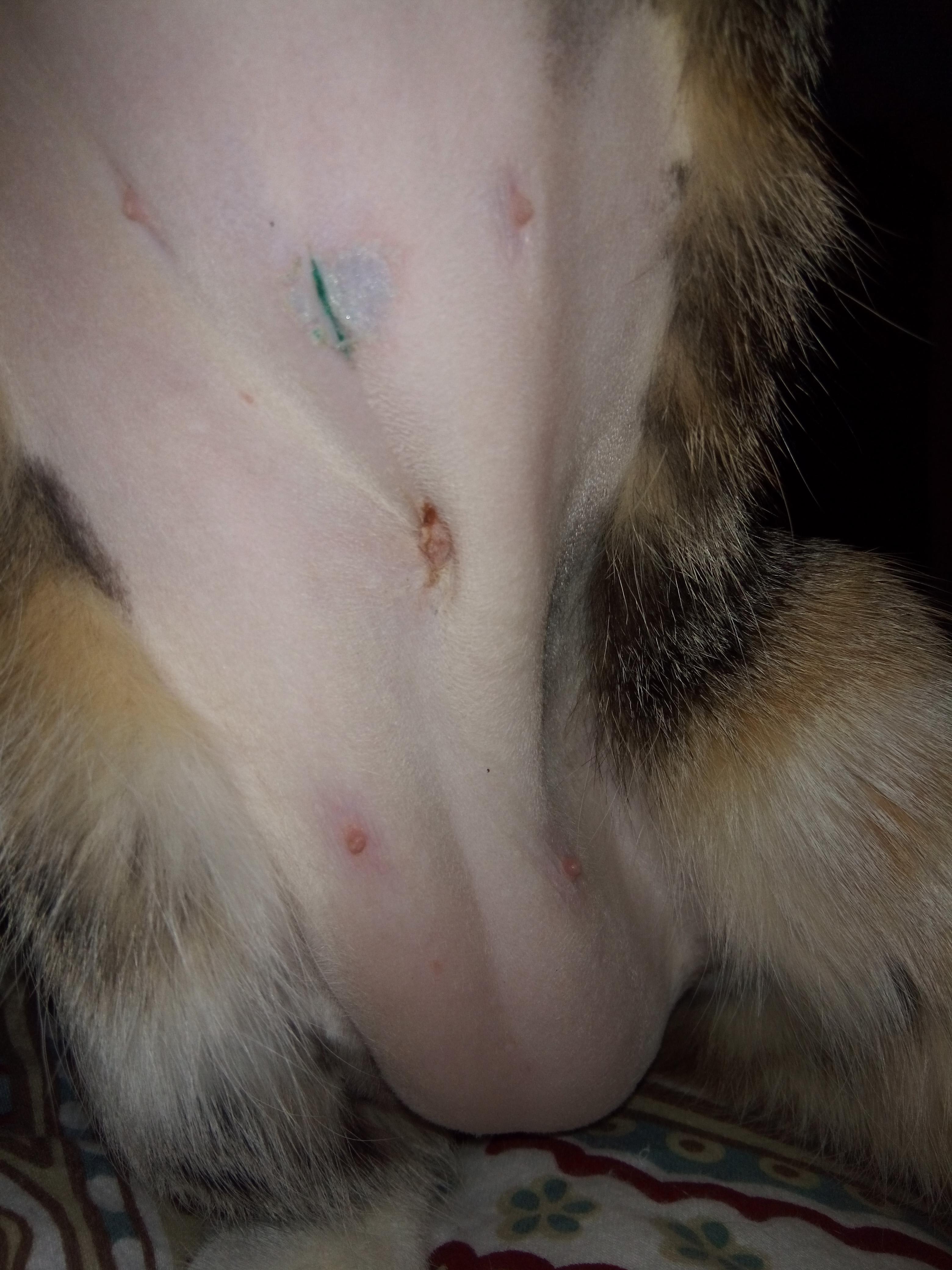 My Cat's Spay Incision Has a Bump: Is it Healing Normally? | Petco