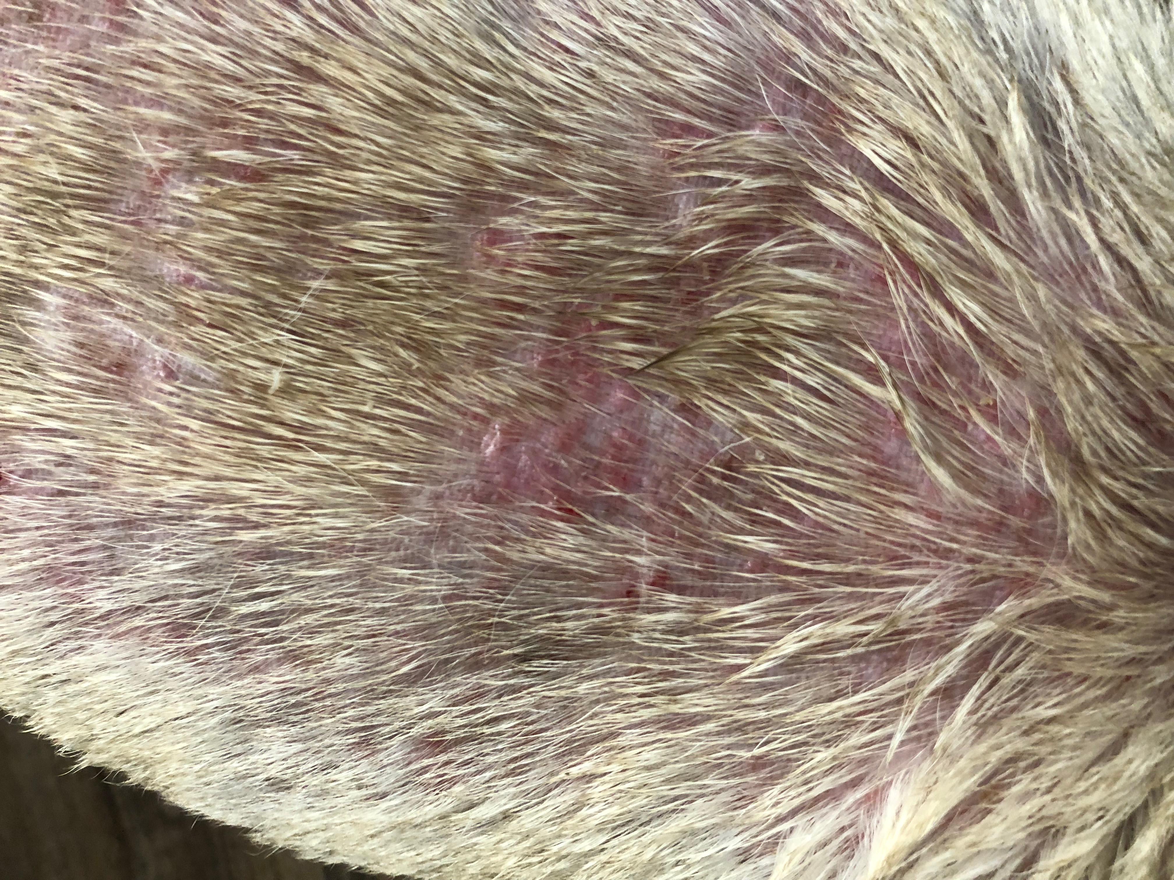 Why does my dog have dry skin, red bumps, hair loss on back? | Petco