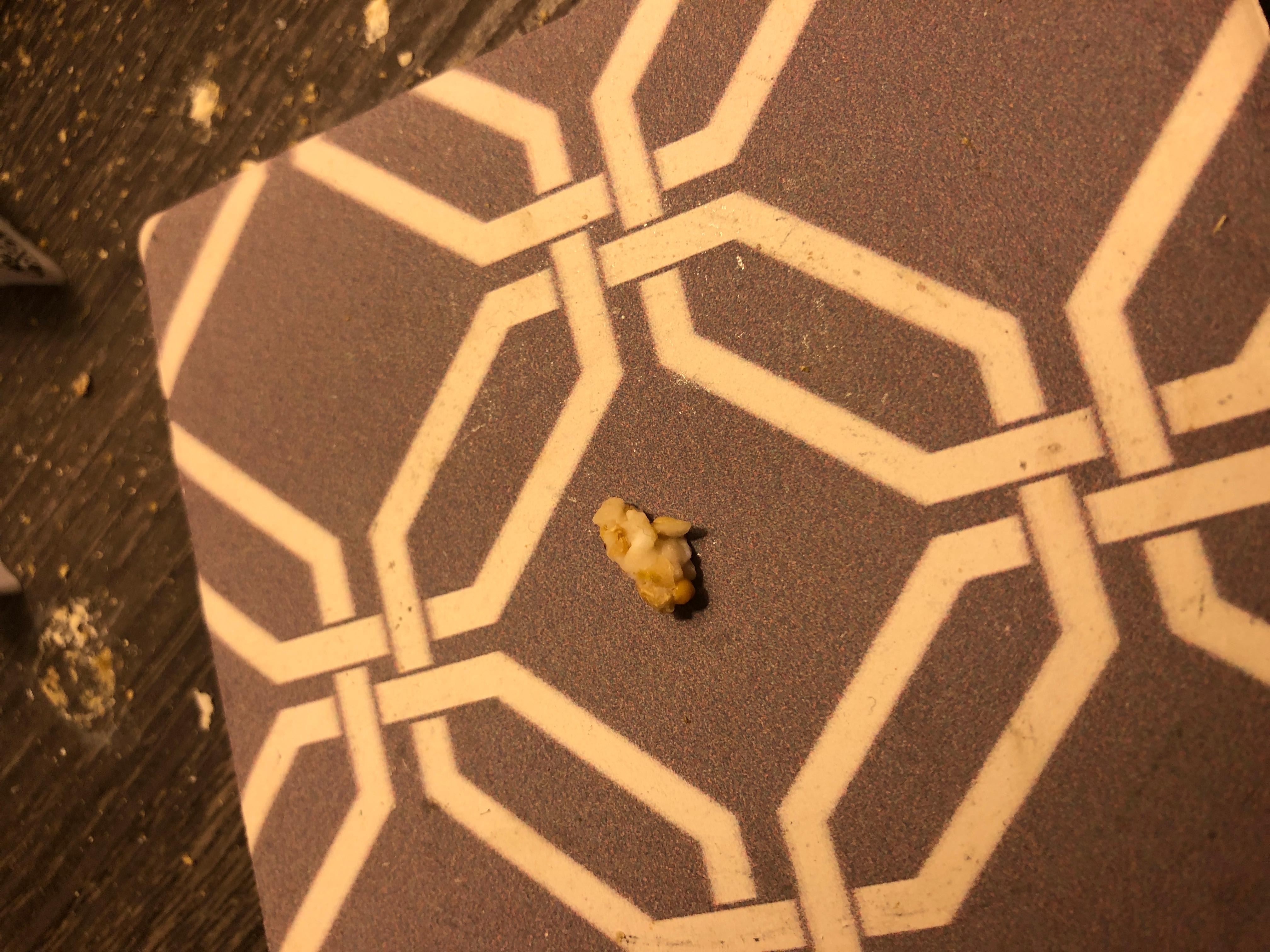 Budgie left lumpy seed ball after reflection: Regurgitation? Vomit? | Petco