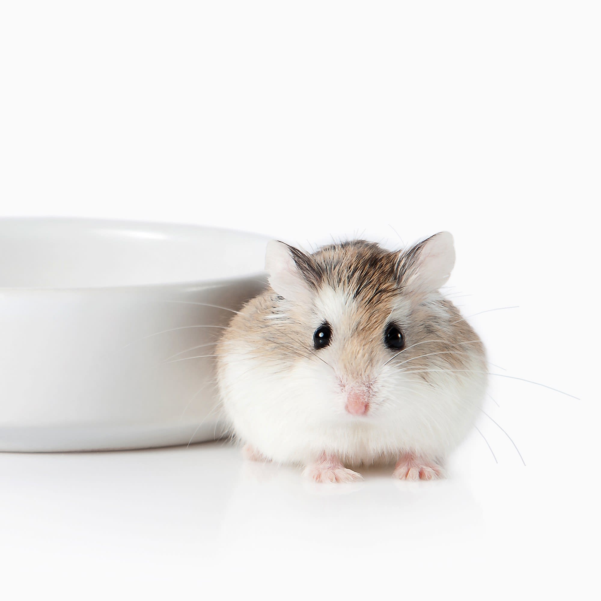 Asiatic best sale dwarf hamsters