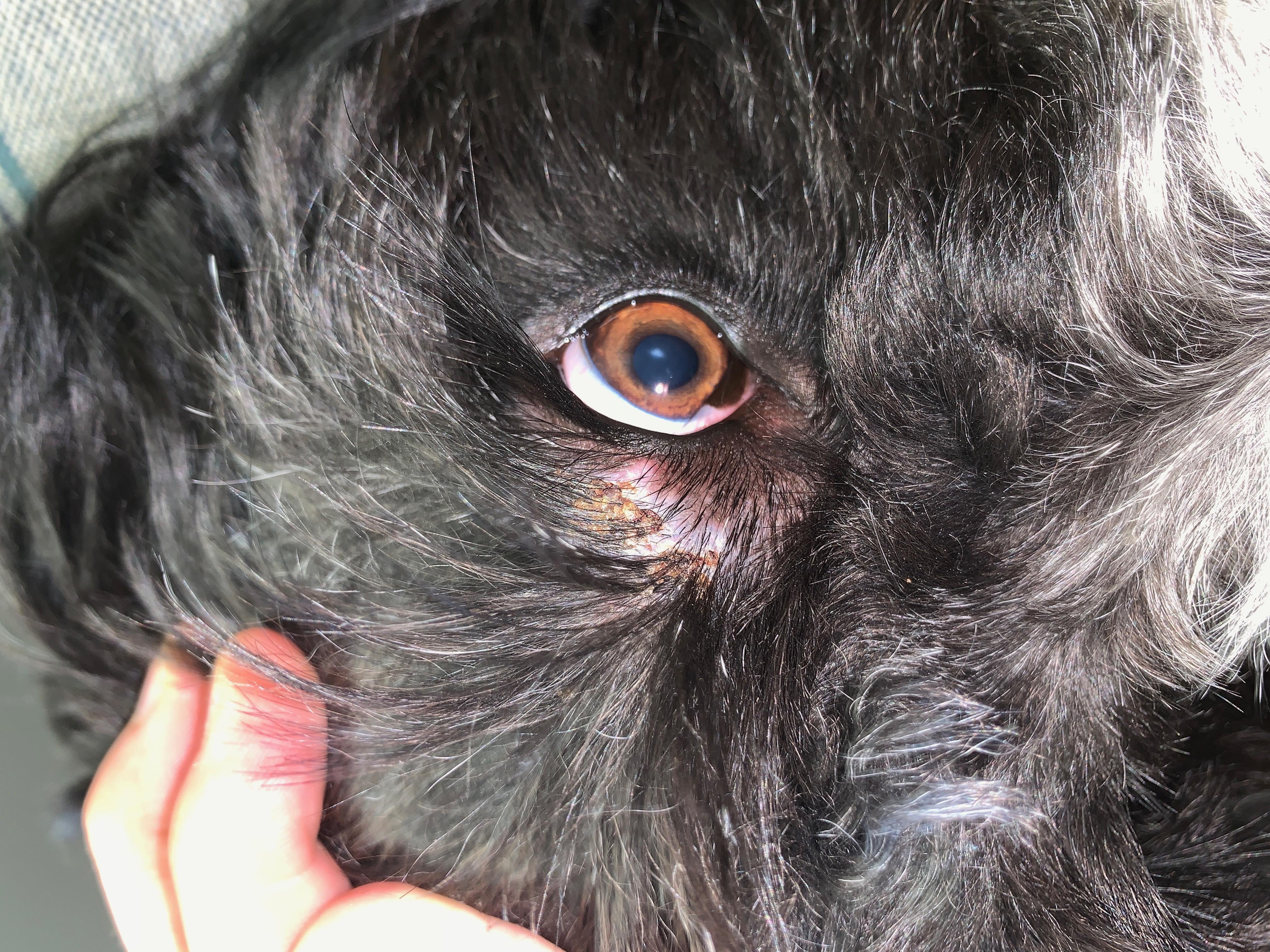 My dog has a crusty, scabby spot above her eye. What to do? | Petco