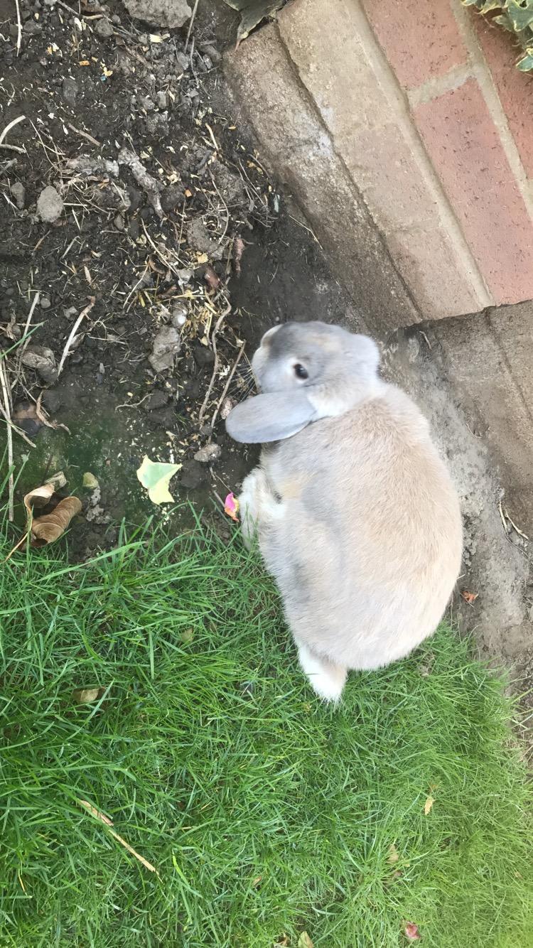 Litter Train Your 4-Month-Old Rabbit & Help Them Love Handling | Petco