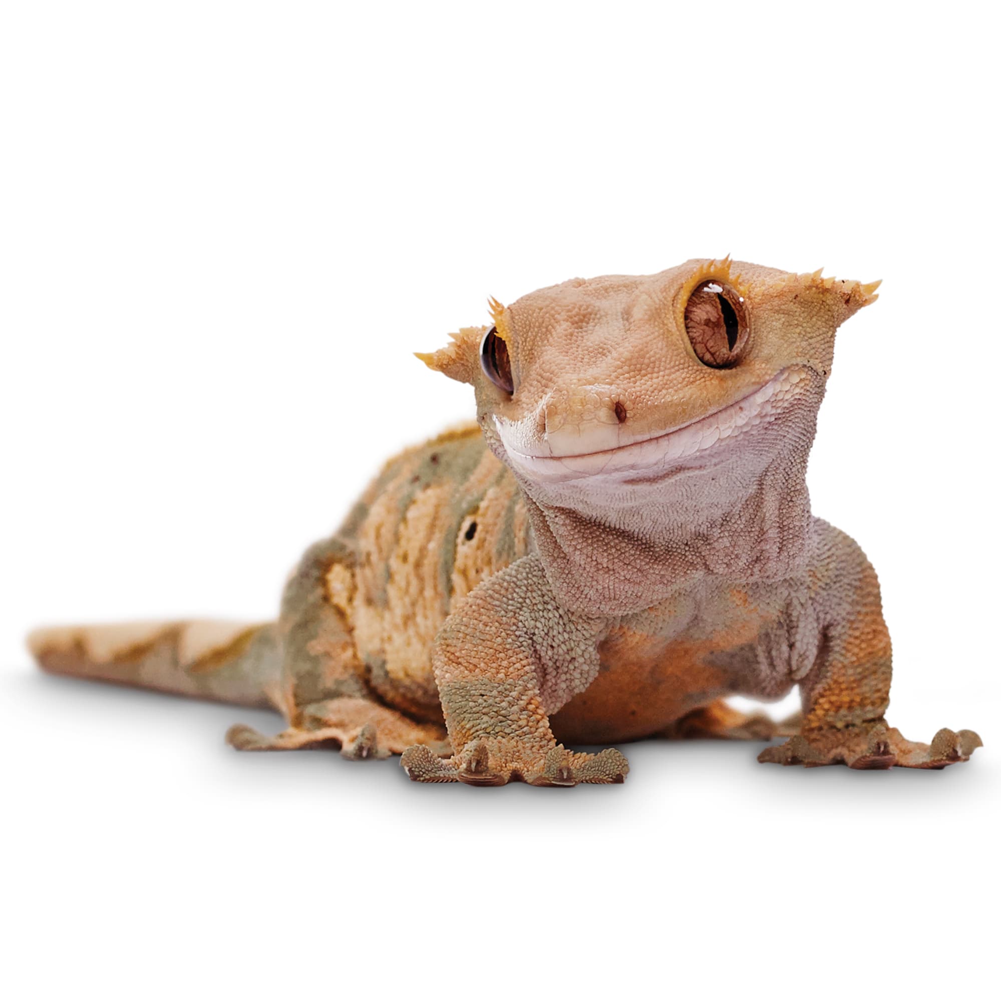 Crested Geckos for Sale Correlophus ciliatus Petco