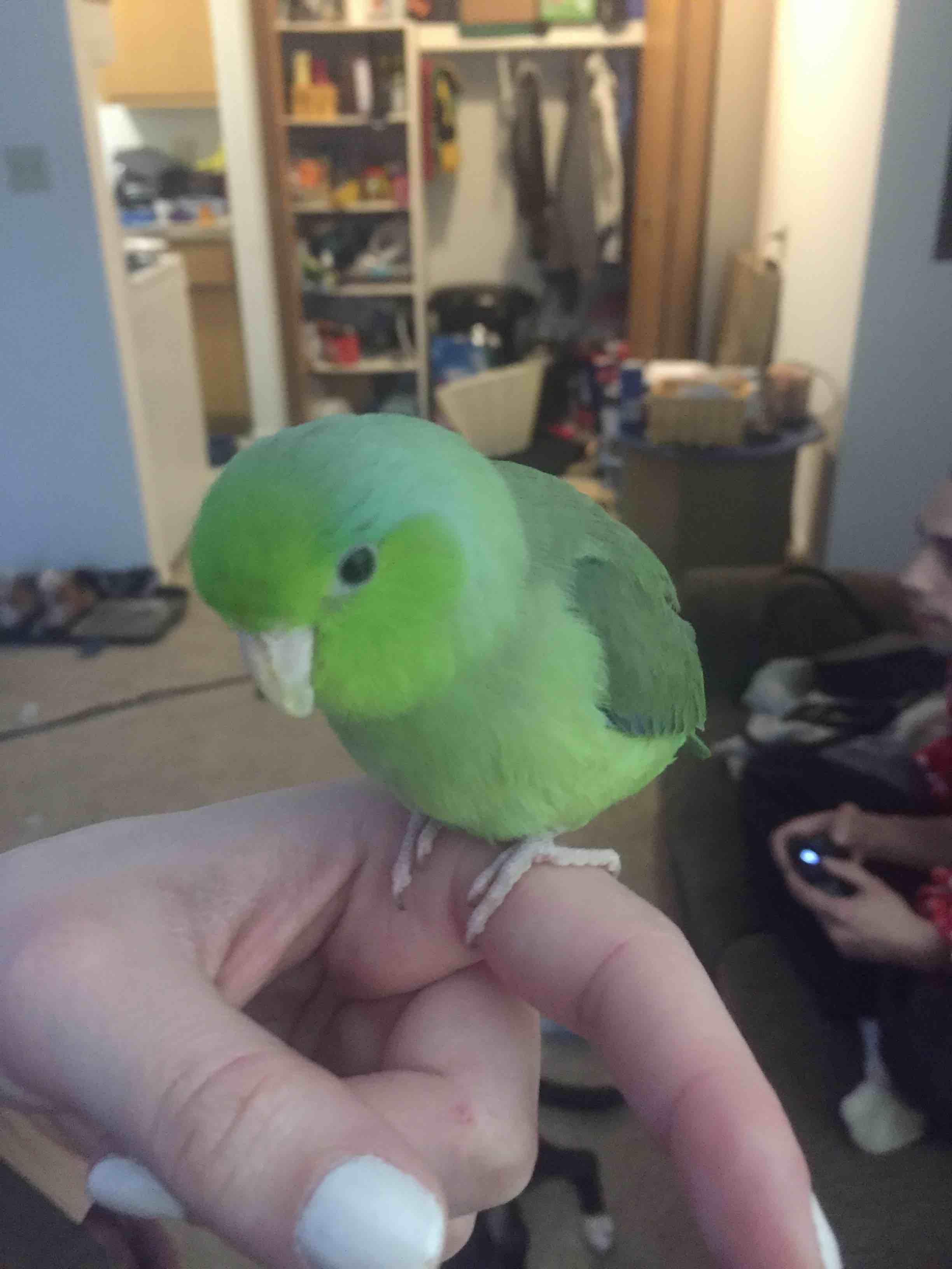 Stunning Parrotlet Removing Fungus From Beak image