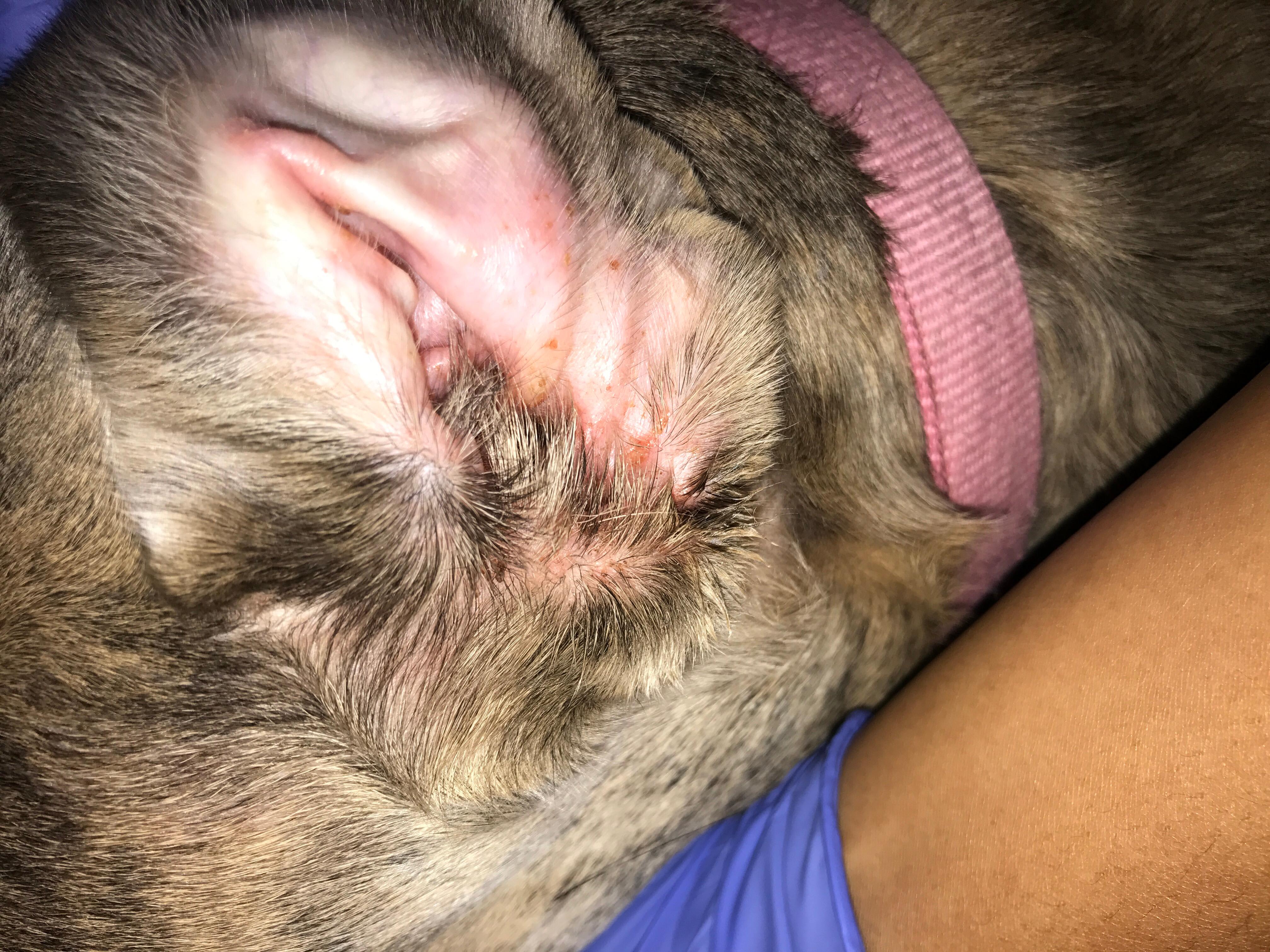 Image showcasing Is Your Dog Scratching Too Much? Treatment Steps