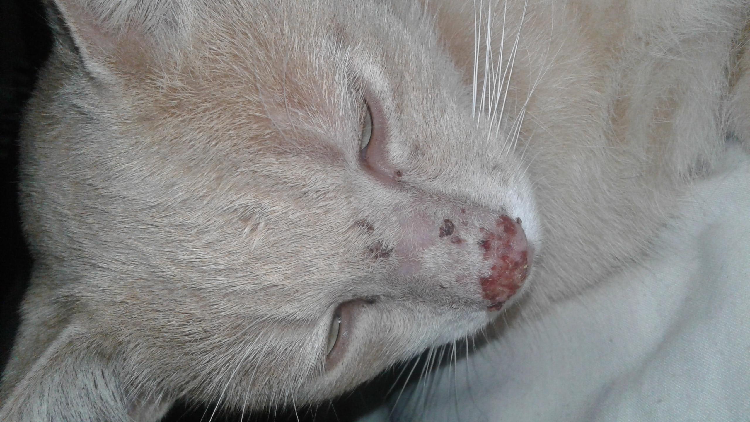 My Cat Has Nose Sores & I Can't Afford a Vet: What Can I Do? | Petco