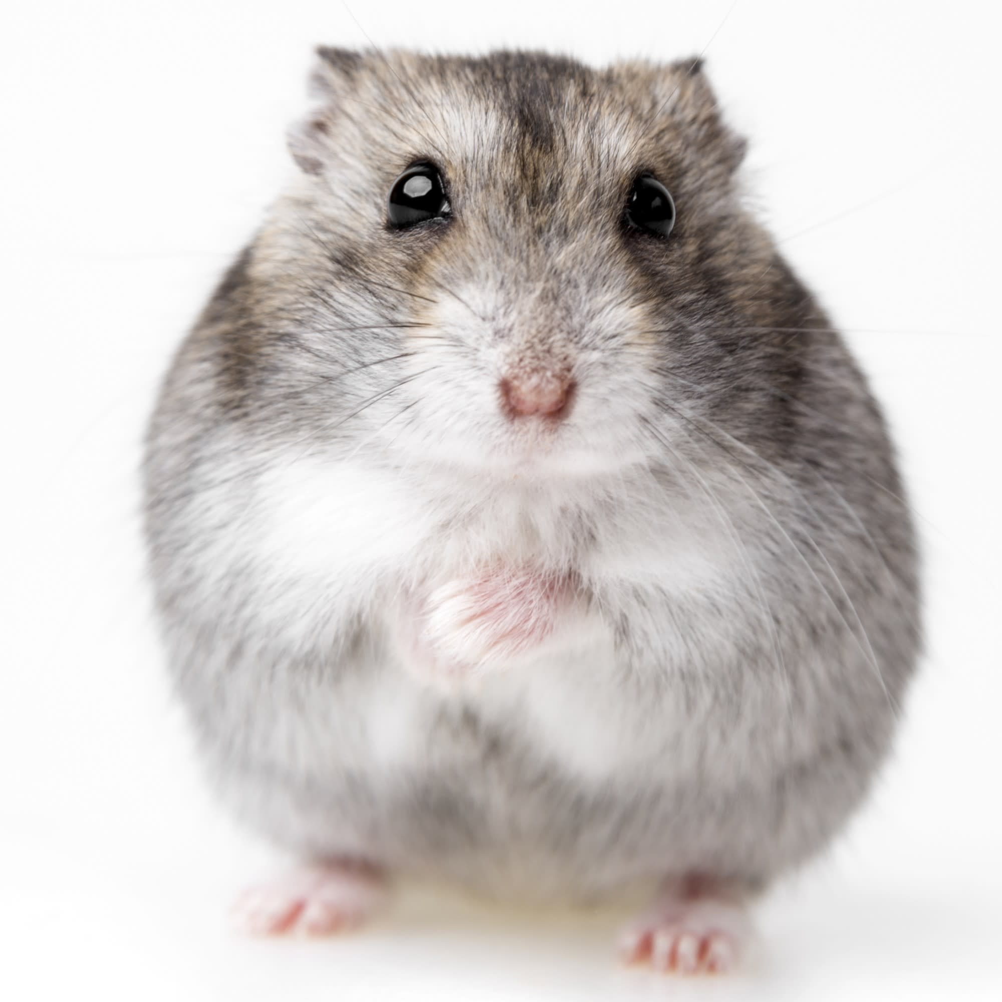 Hungarian dwarf hot sale hamster