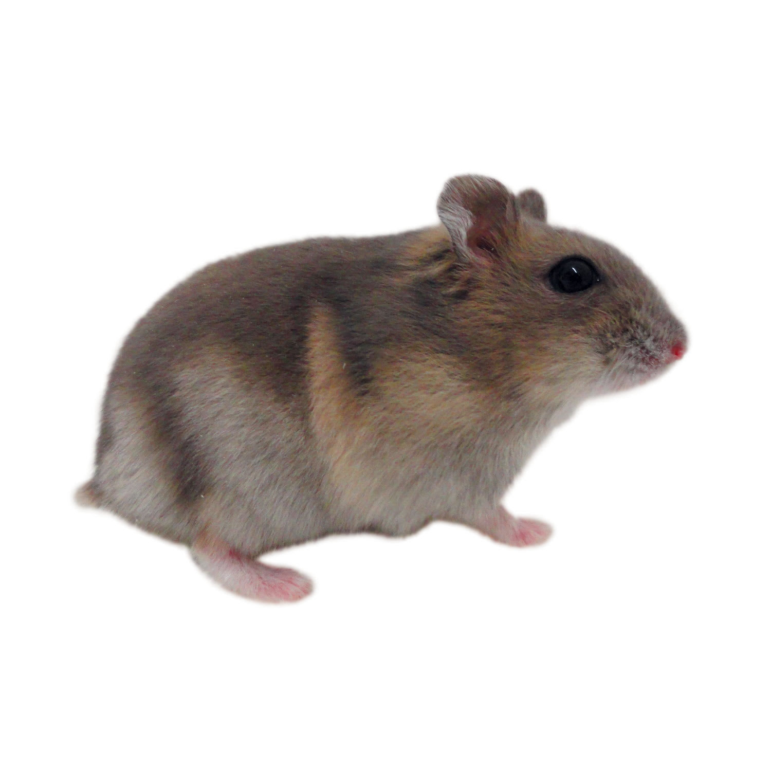 Hamsters For Sale Dwarf Djungarian Hamsters For Sale Petco,What Are Scallops Made Out Of