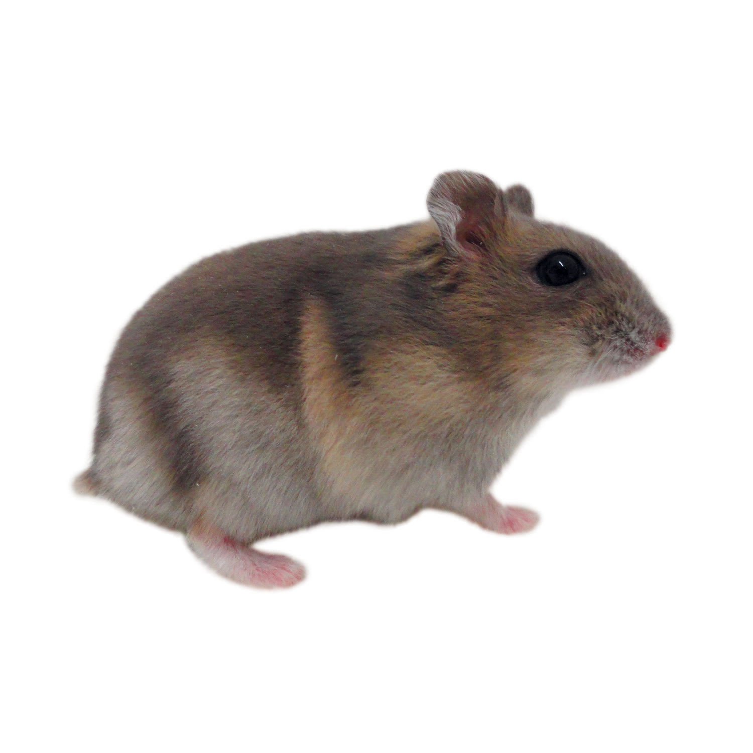 sunfire djungarian hamster