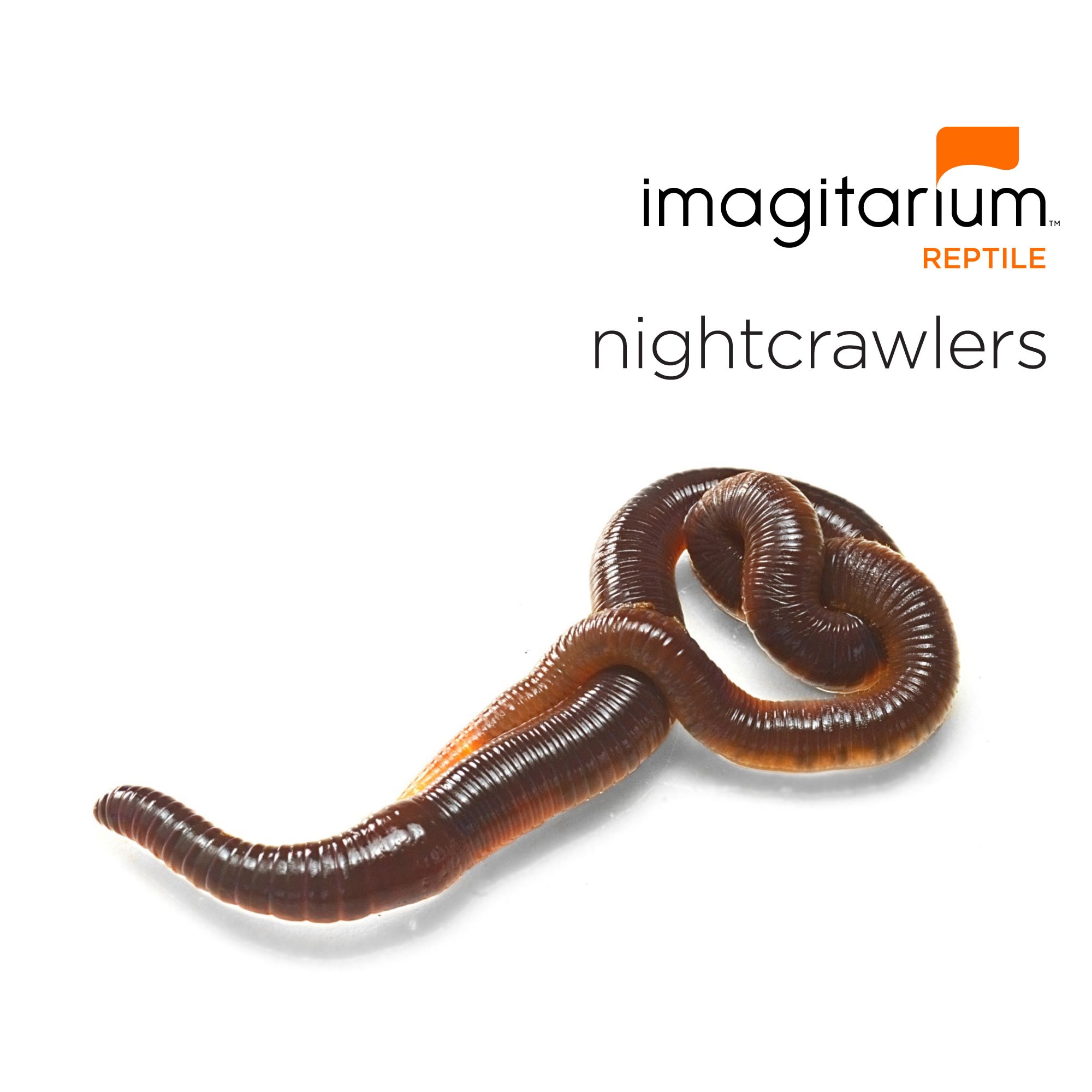 Live Night Crawlers - 12 Count Cup, reptile Food