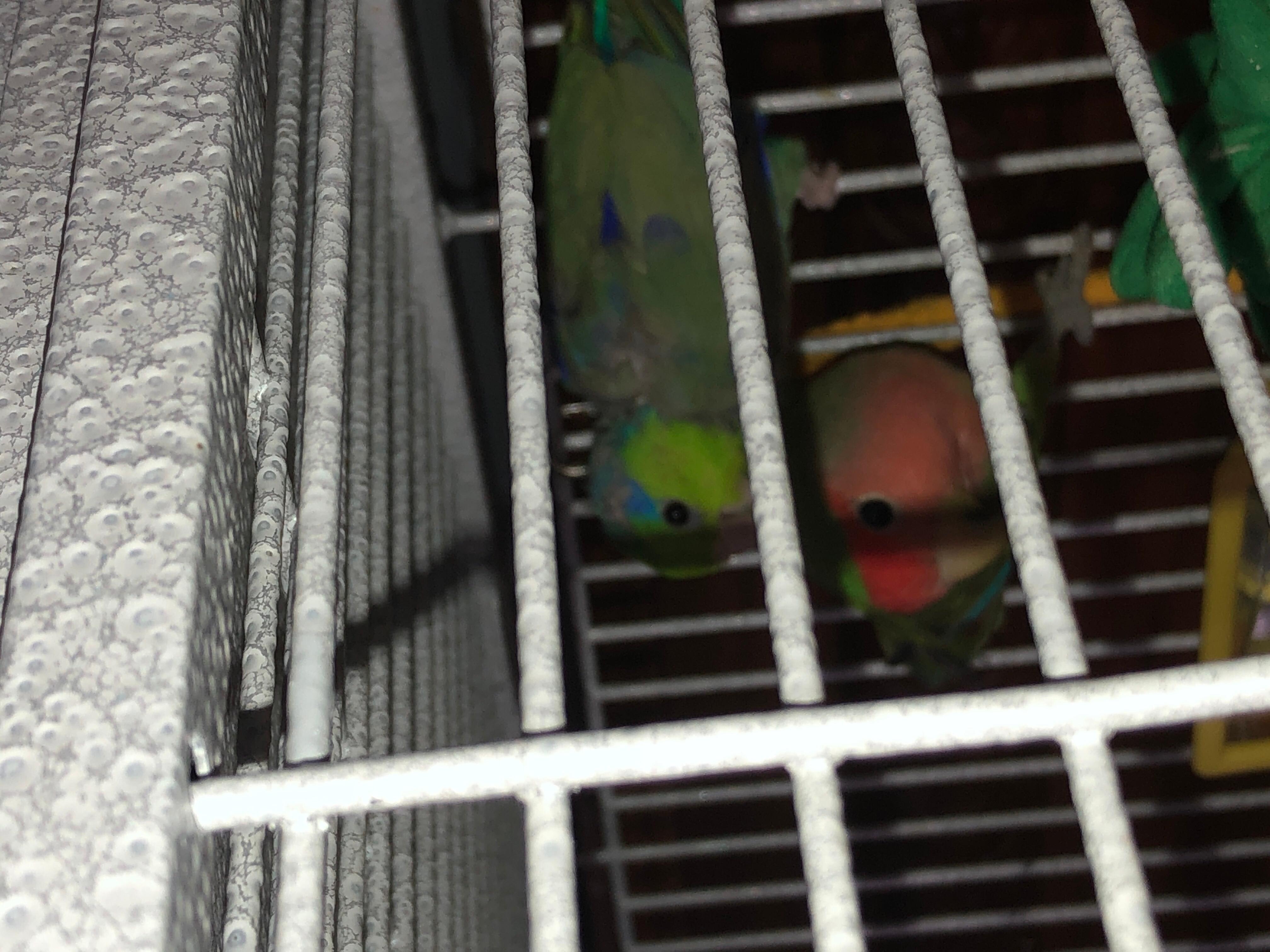 Fresh Look at Parrotlet Losing Head Neck Feathers After Bath What S Wrong
