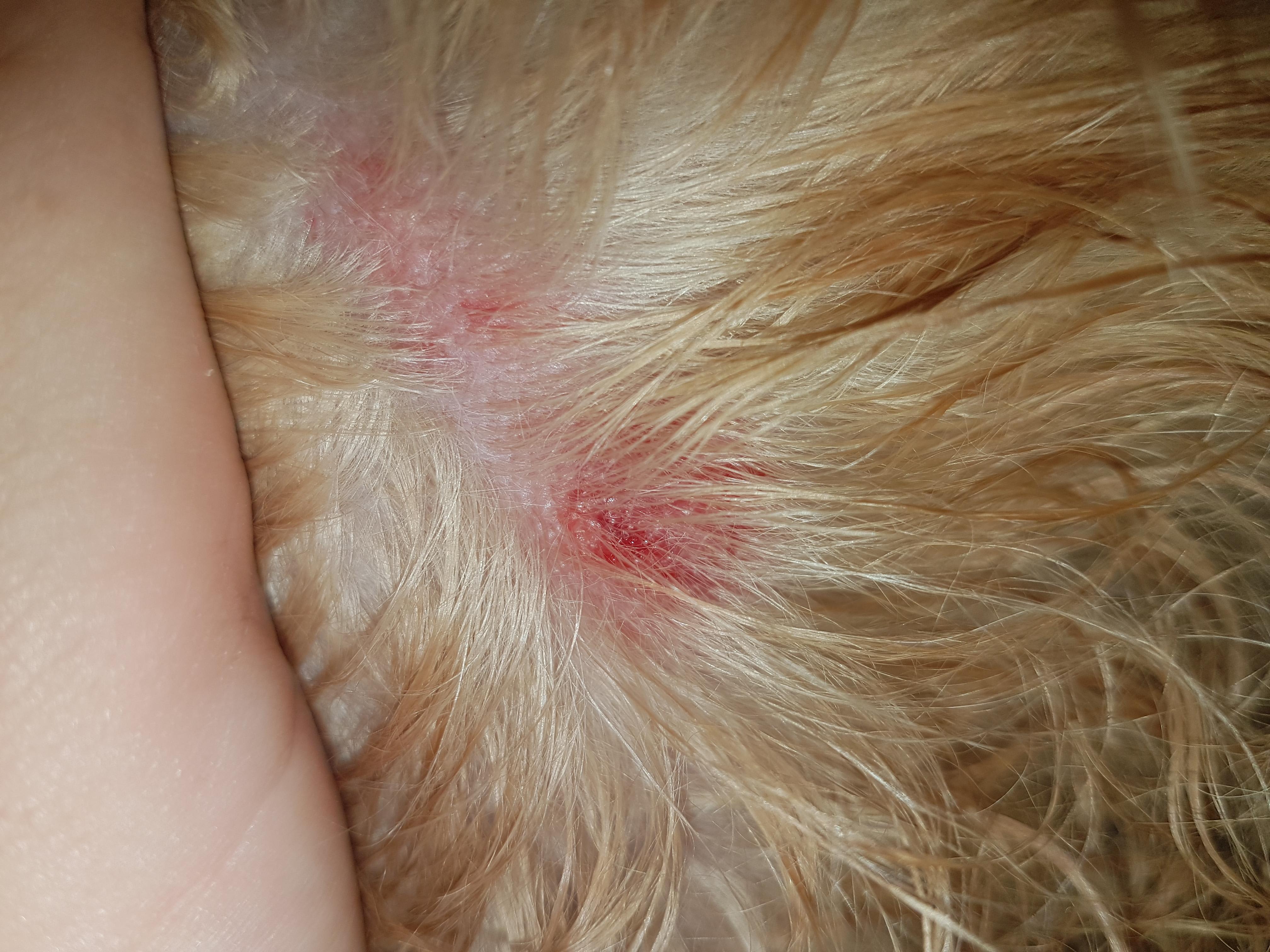 My Dog Has Itchy Bumps Like Flea Bites, But No Fleas. What Is It? | Petco