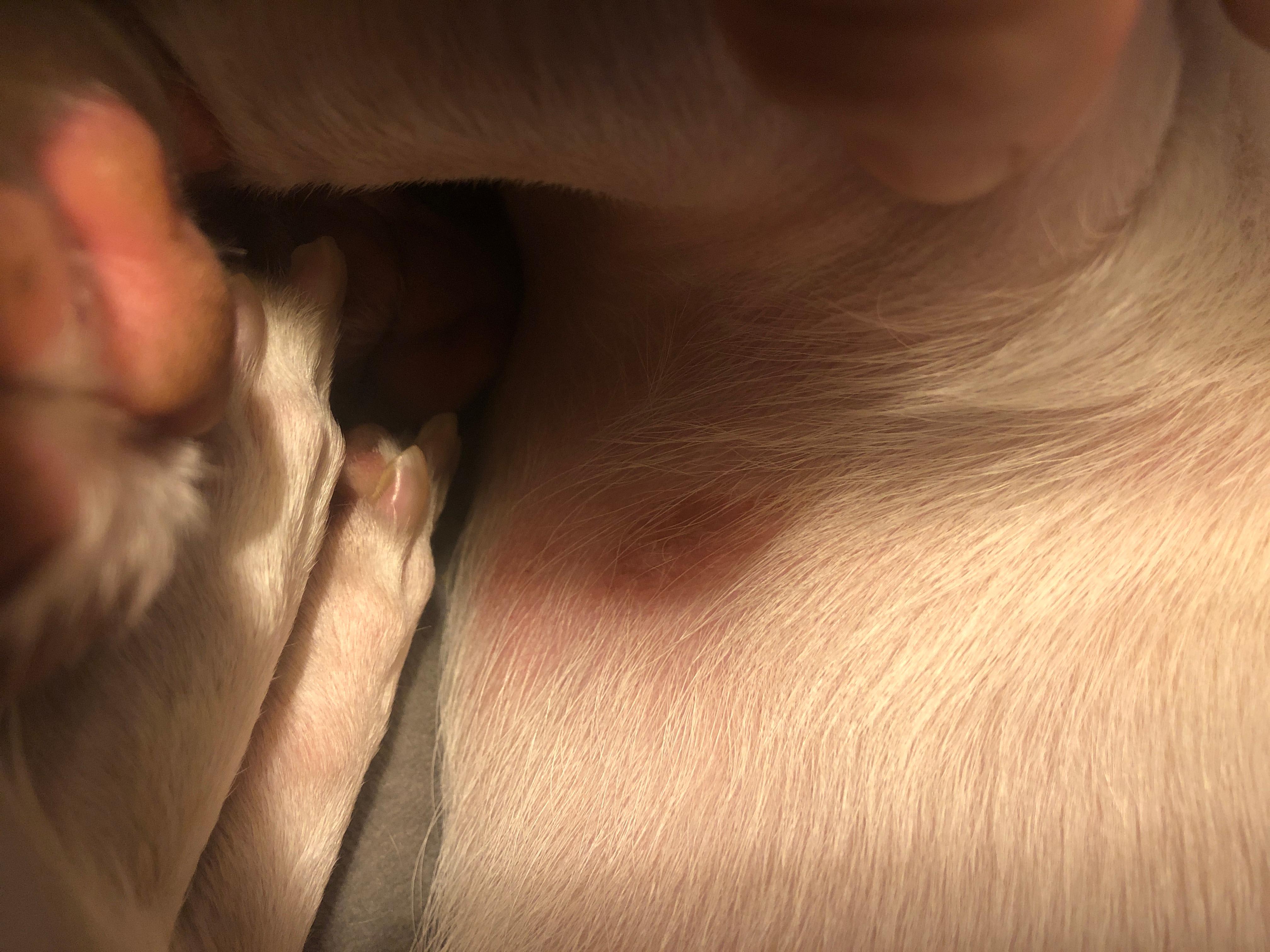 Chihuahua Underarm Rash: What to Give for Pain Relief? | Petco