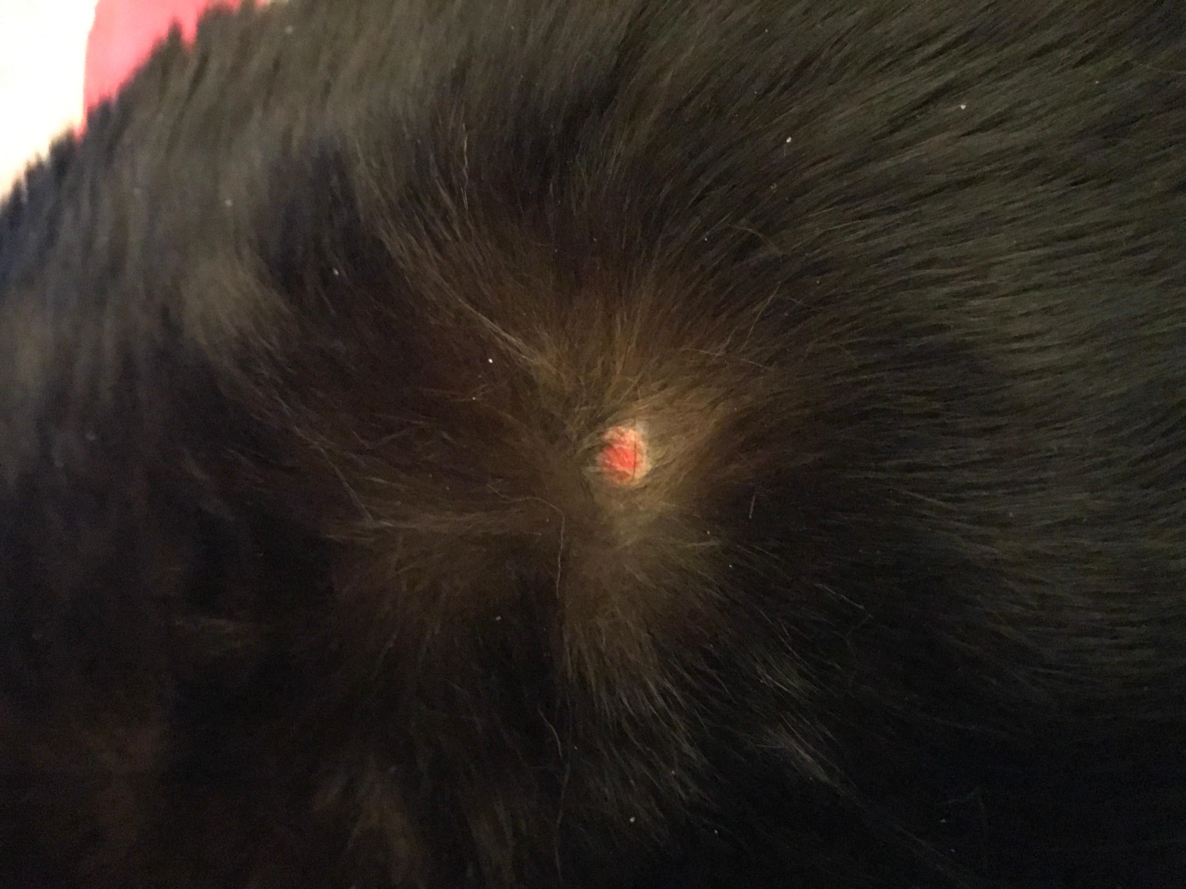 Cat has red, raw, wet spot on thigh: Should you be worried? | Petco
