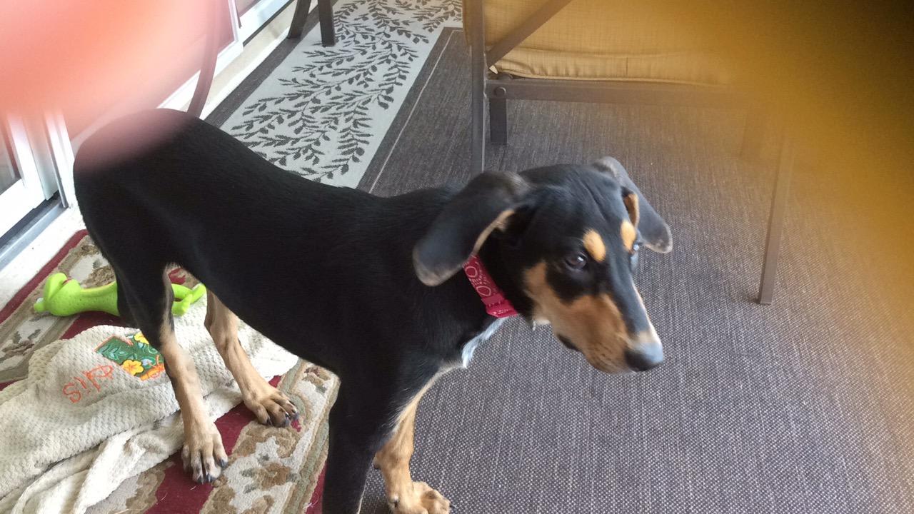 Image showcasing My 4-month-old puppy has diarrhea after eating grass. Why? | Petco