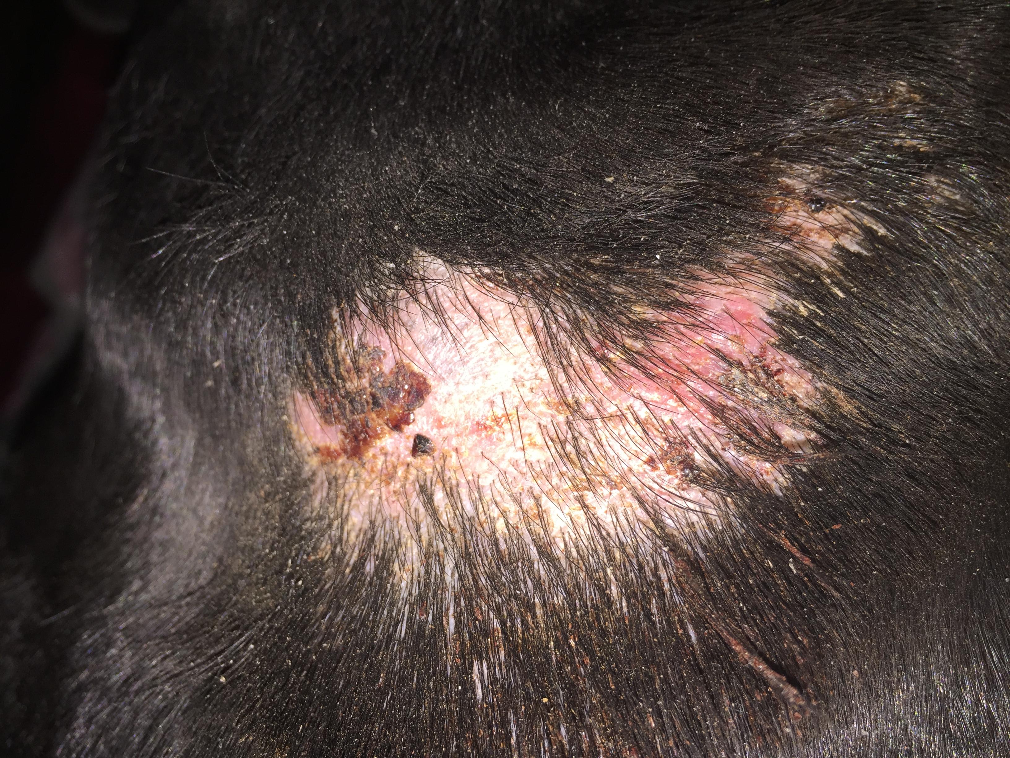 My dog has an inflamed scab or bump. What is it & how to treat? | Petco