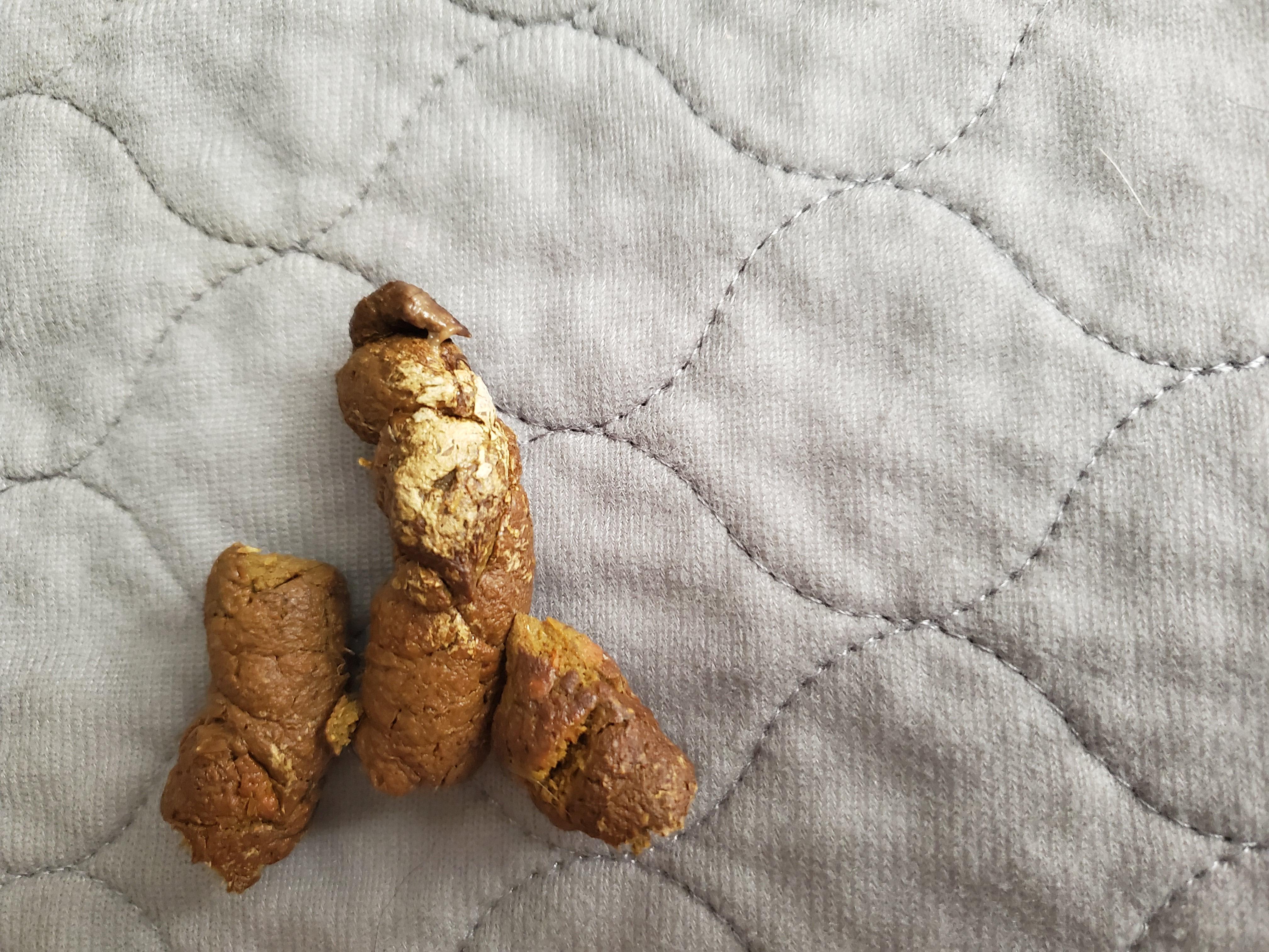 Puppy Poop: White Spots, Hair, & Is Twice a Day Normal? | Petco