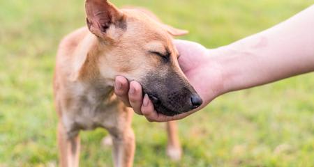 Dog Communication: 10 Ways Dogs Communicate with Us