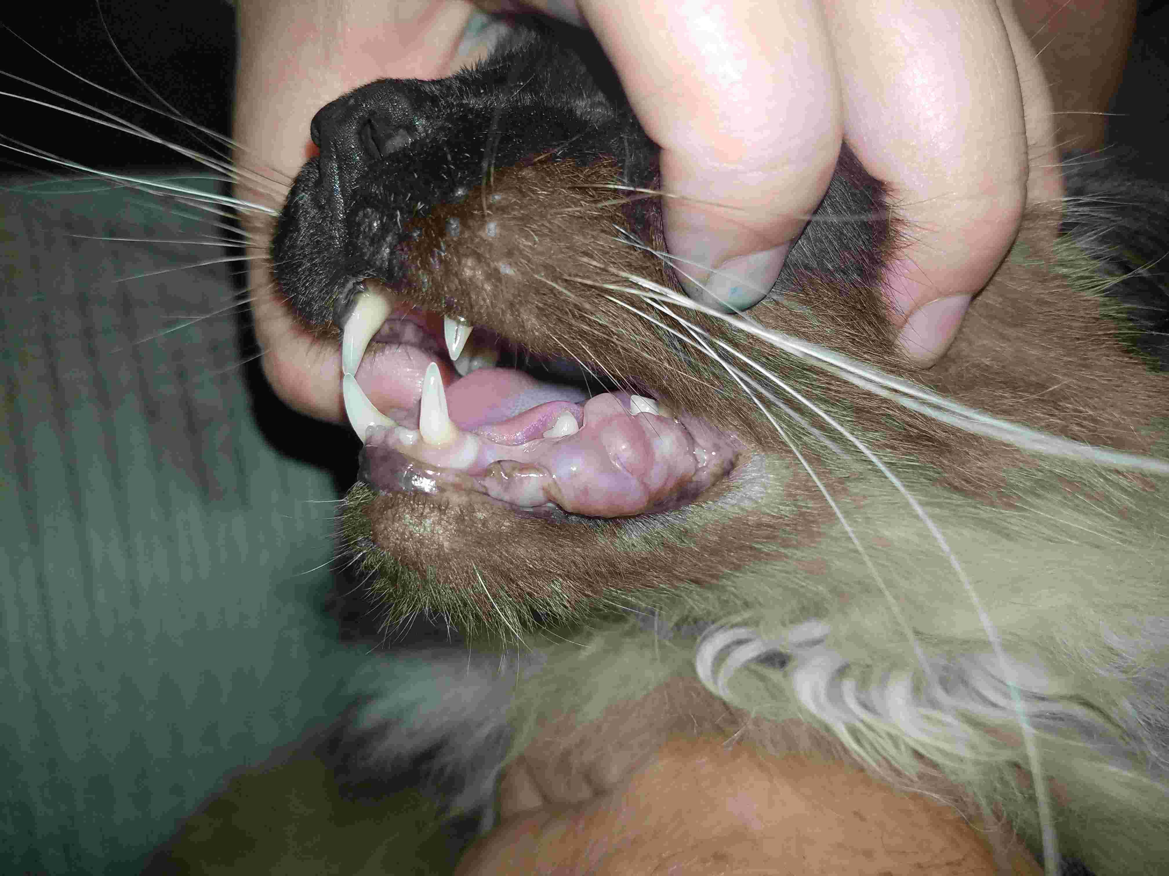 My Cat Has a Translucent Lump: Natural or Vet Visit? | Petco