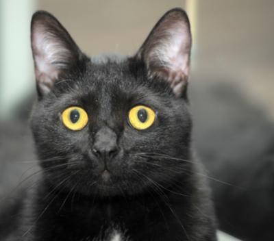 Different Black Cat Breeds: Discover Their Unique Charm