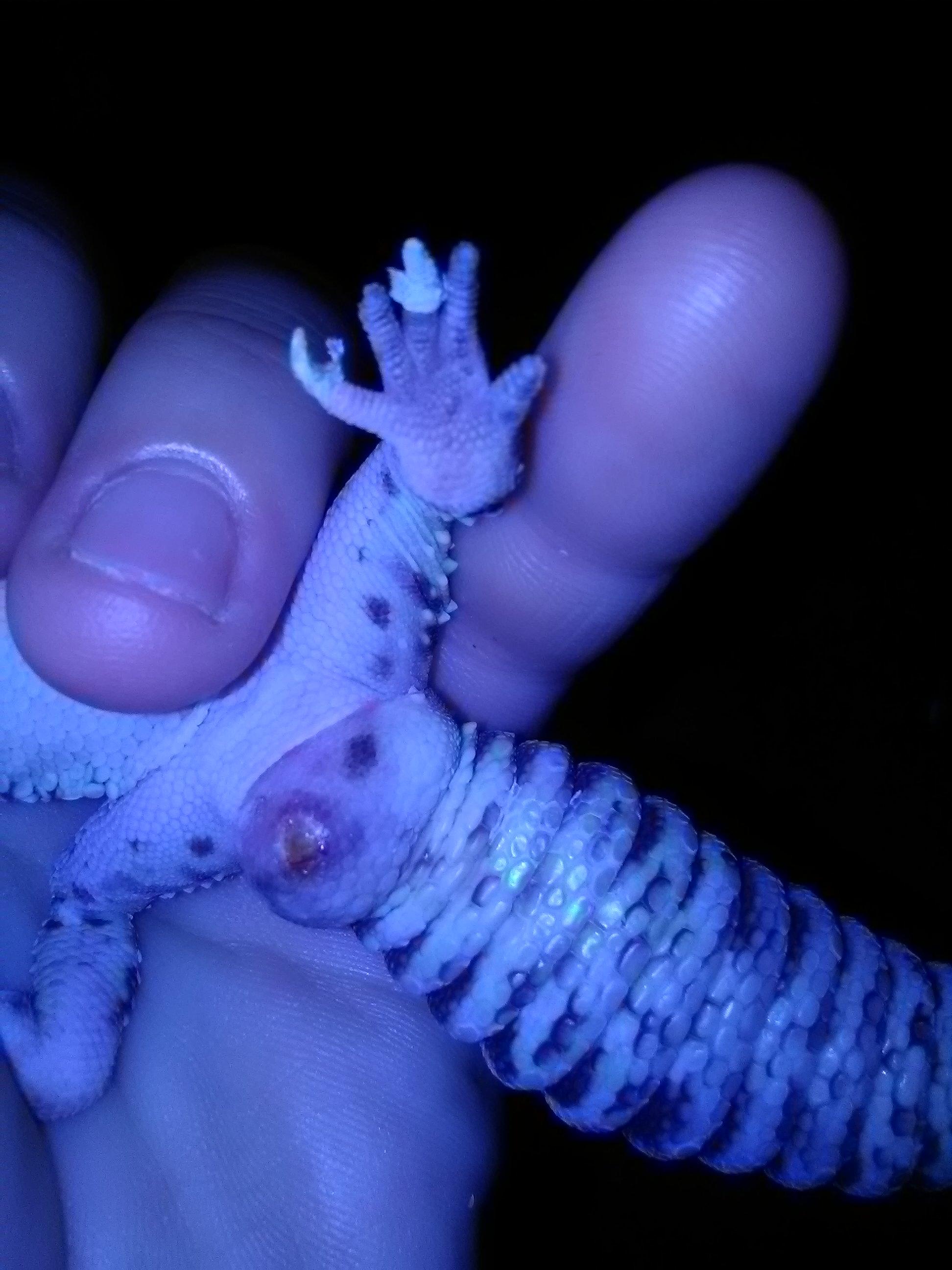 Why Does My Leopard Gecko Have A Lump Under Its Tail? – RQIPV