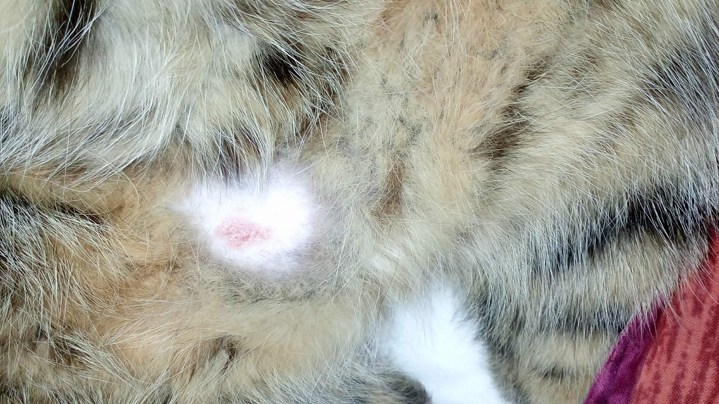 What's that patch on your indoor cat's belly? Is it ringworm? | Petco