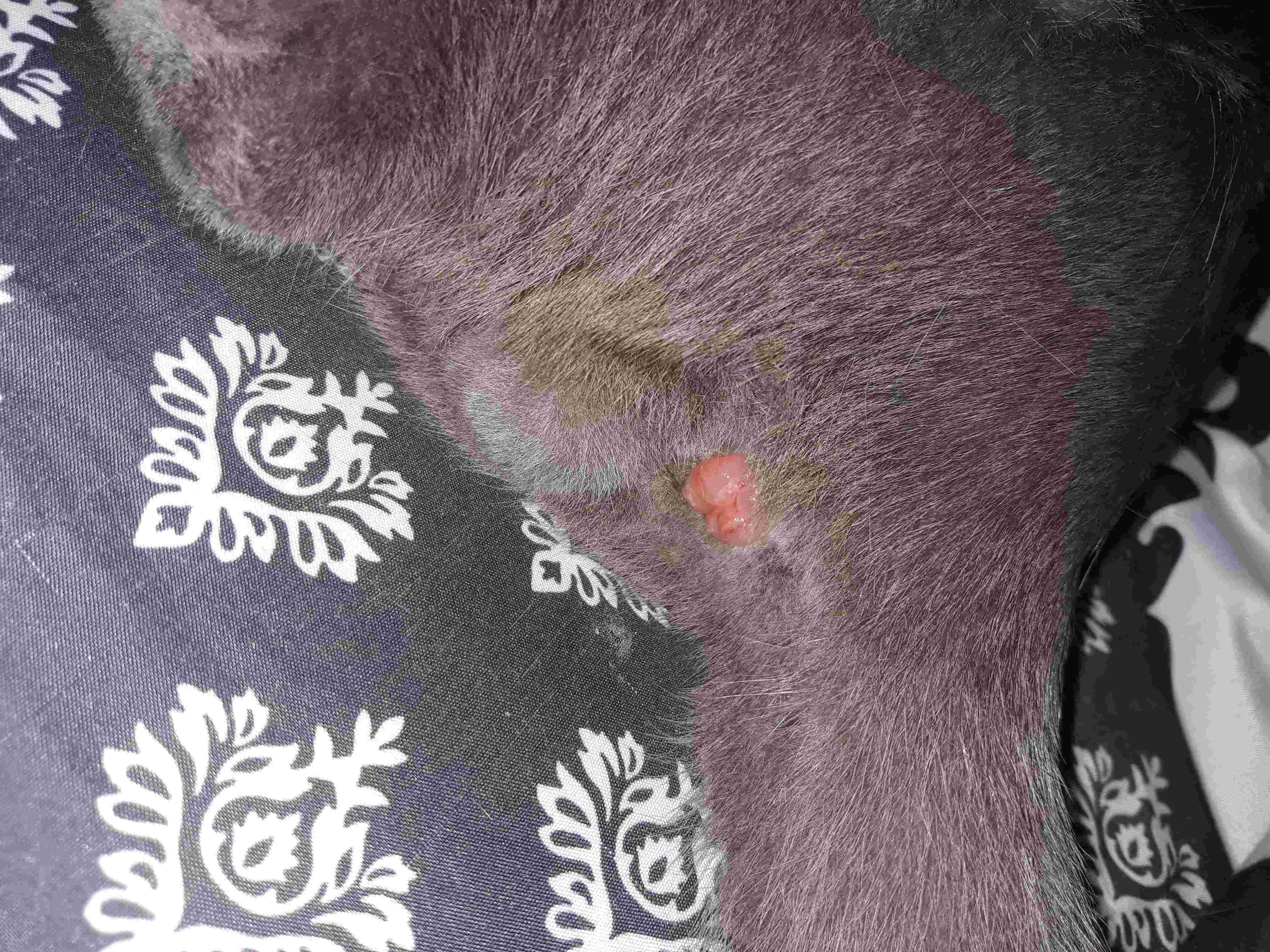 My Cat's Rectum Is Protruding. Can I Use Vaseline Safely? | Petco
