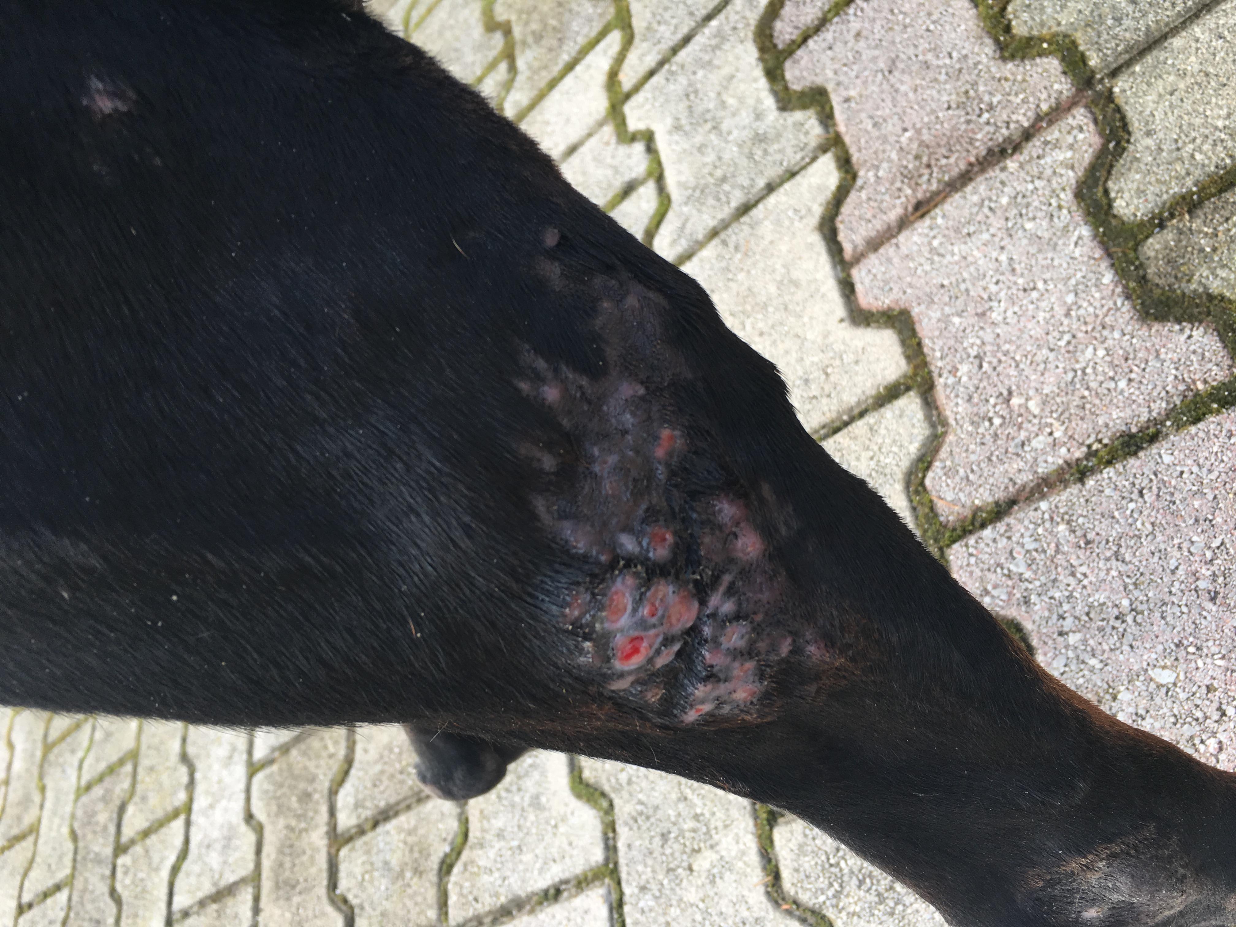 Doberman's Leg Skin Won't Heal? Solutions for Chronic Irritation | Petco
