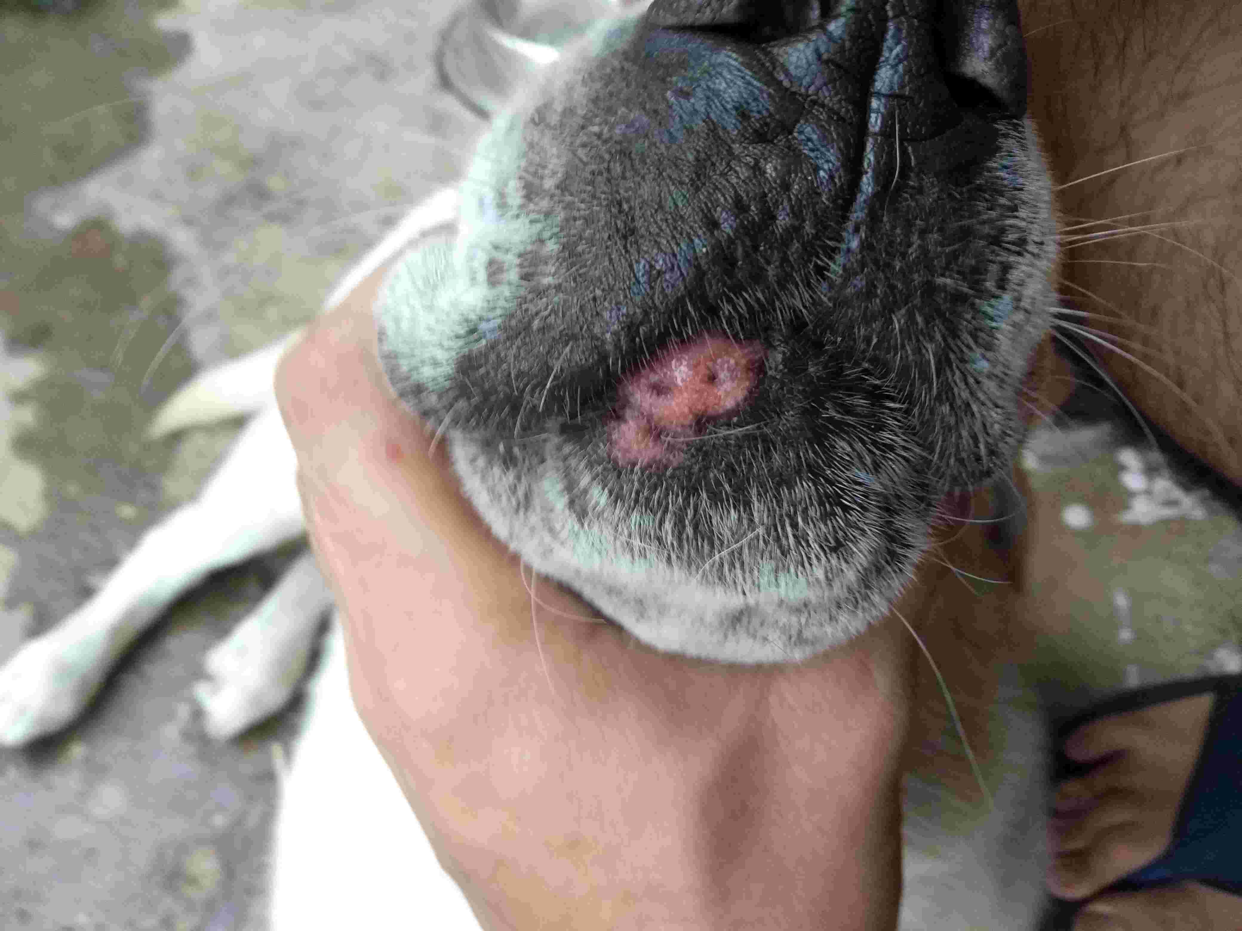 My Dog Has Pink Lip Patch? Dirty Water or Worms? Find Out | Petco