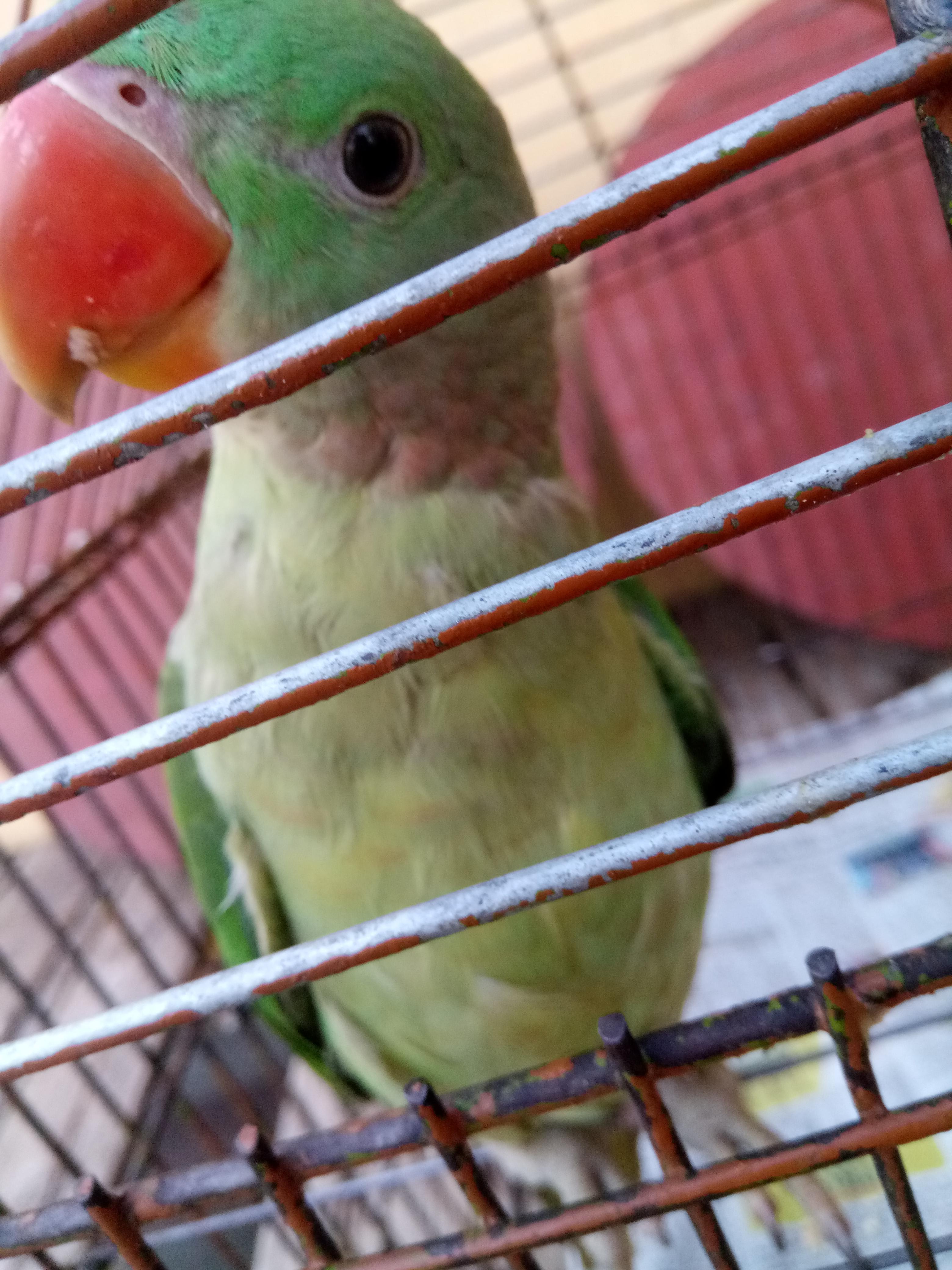 Is my 5-month-old parrot's pink skin a rash or normal growth? | Petco