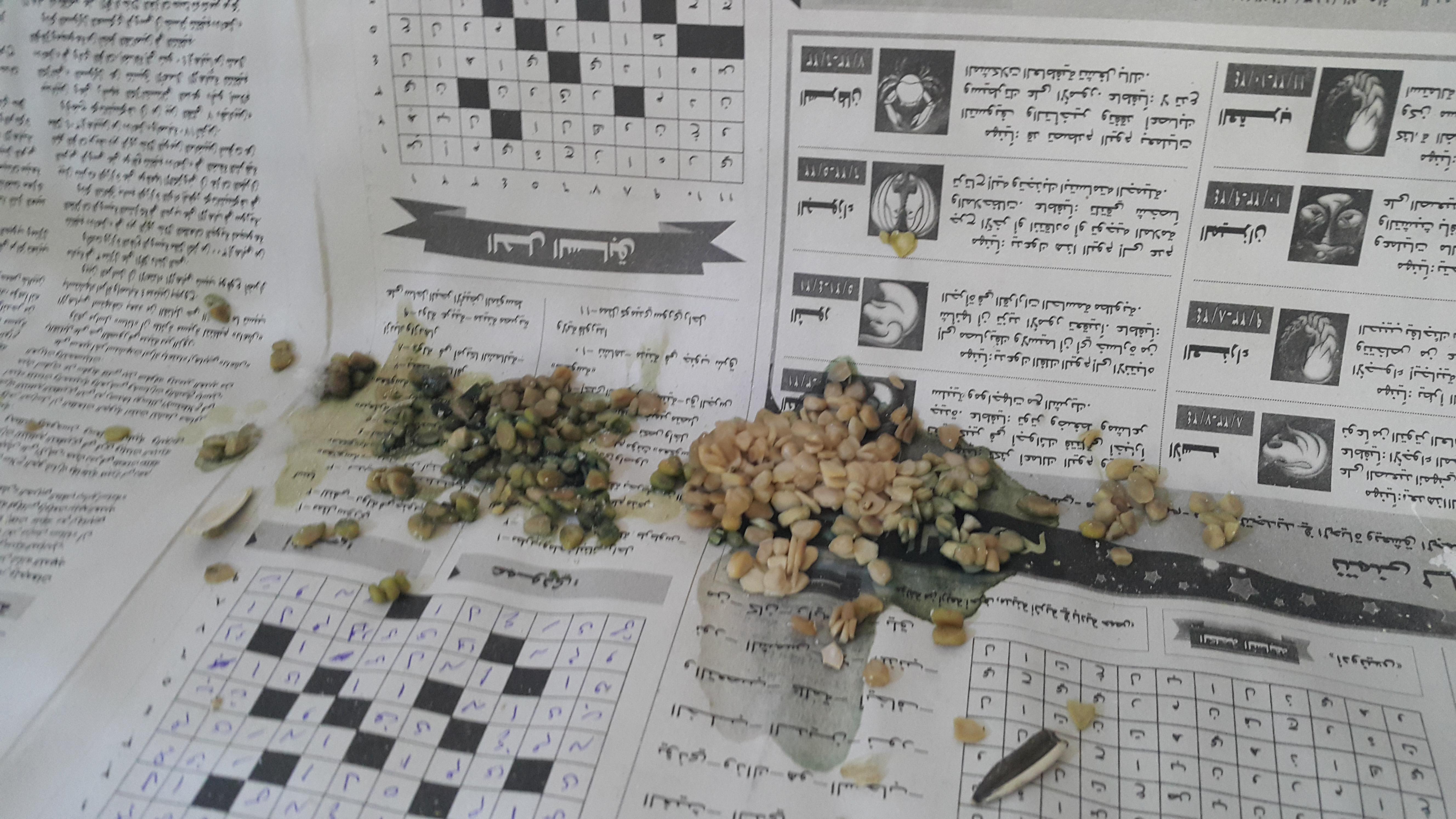 Why is my African Grey vomiting seeds post antibiotics? | Petco