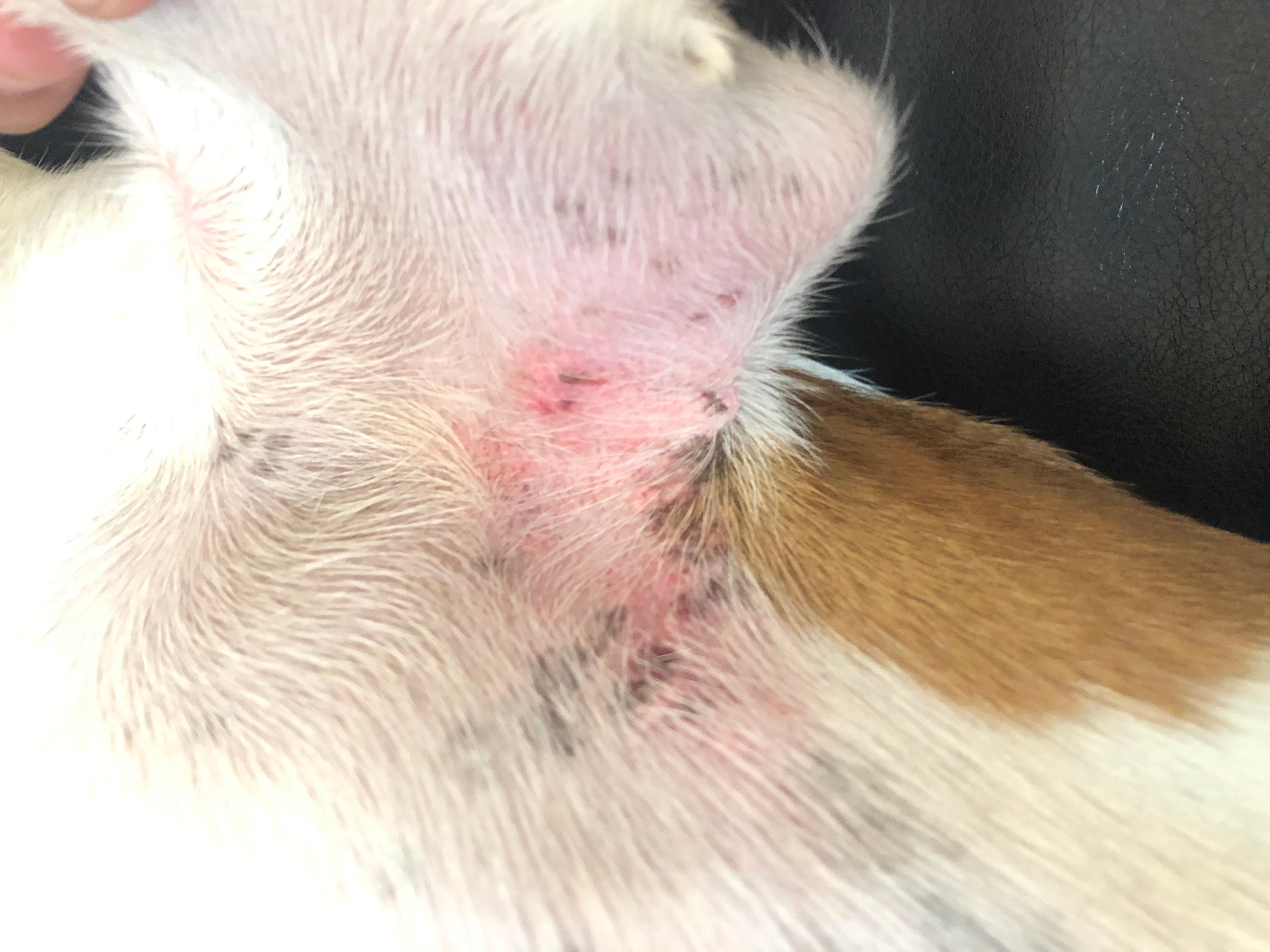 What's Causing Your Puppy's Painful Armpit Rash & What To Do? | Petco