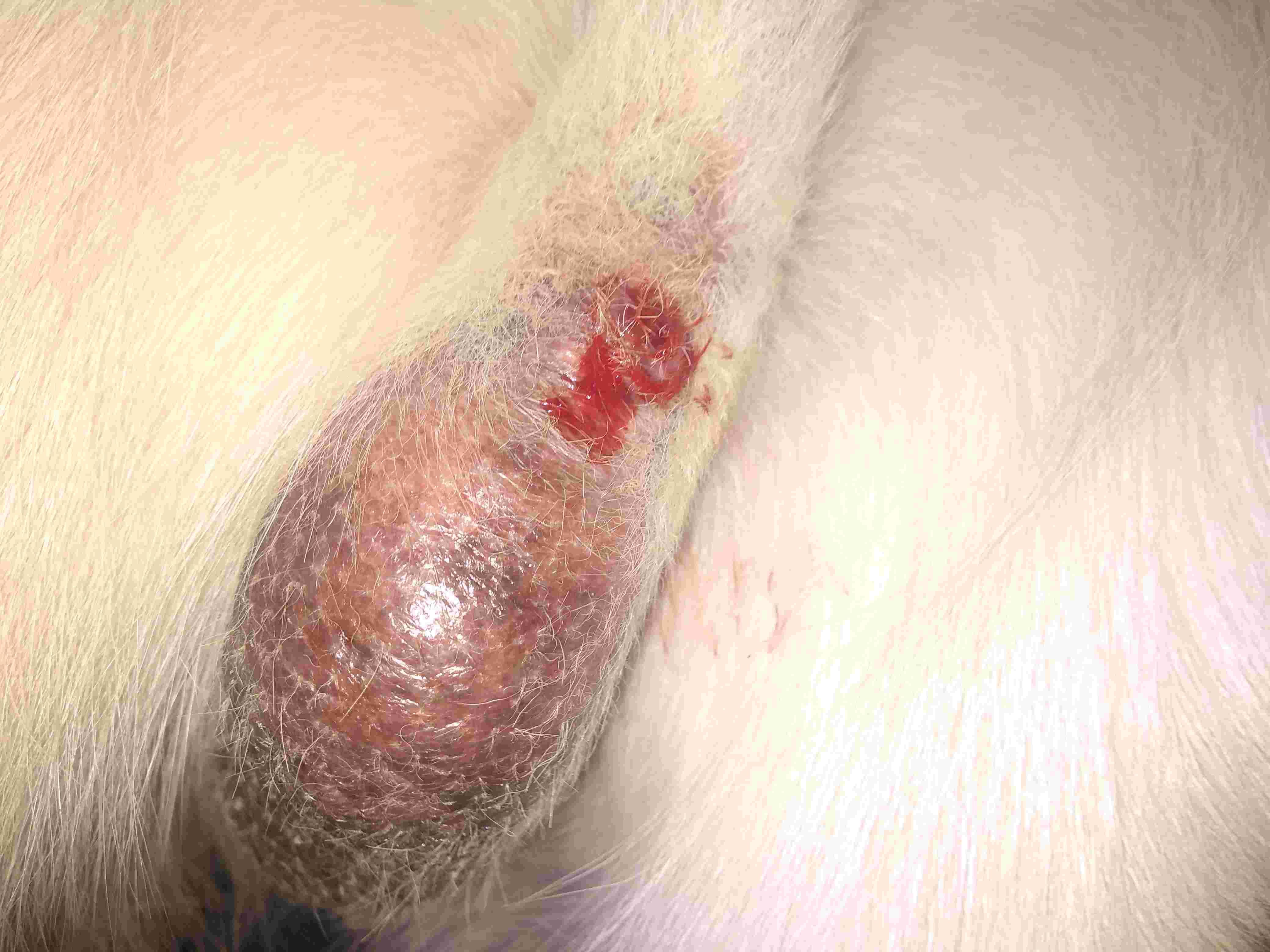 Why does my dog have bloody discharge 3 weeks after neuter? | Petco
