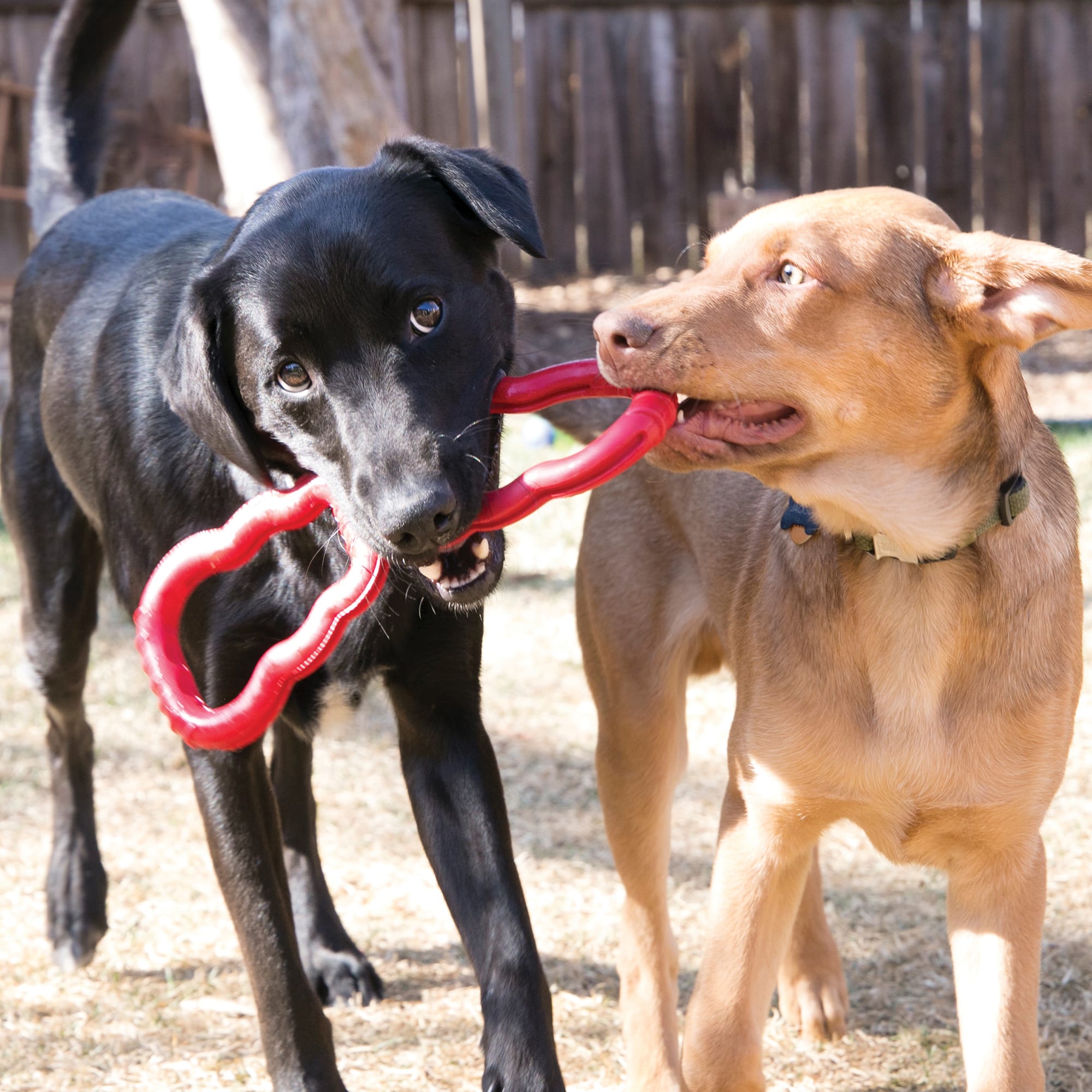 Macrame Rope Dog Toys: 2-Pack – LAY LO Pets