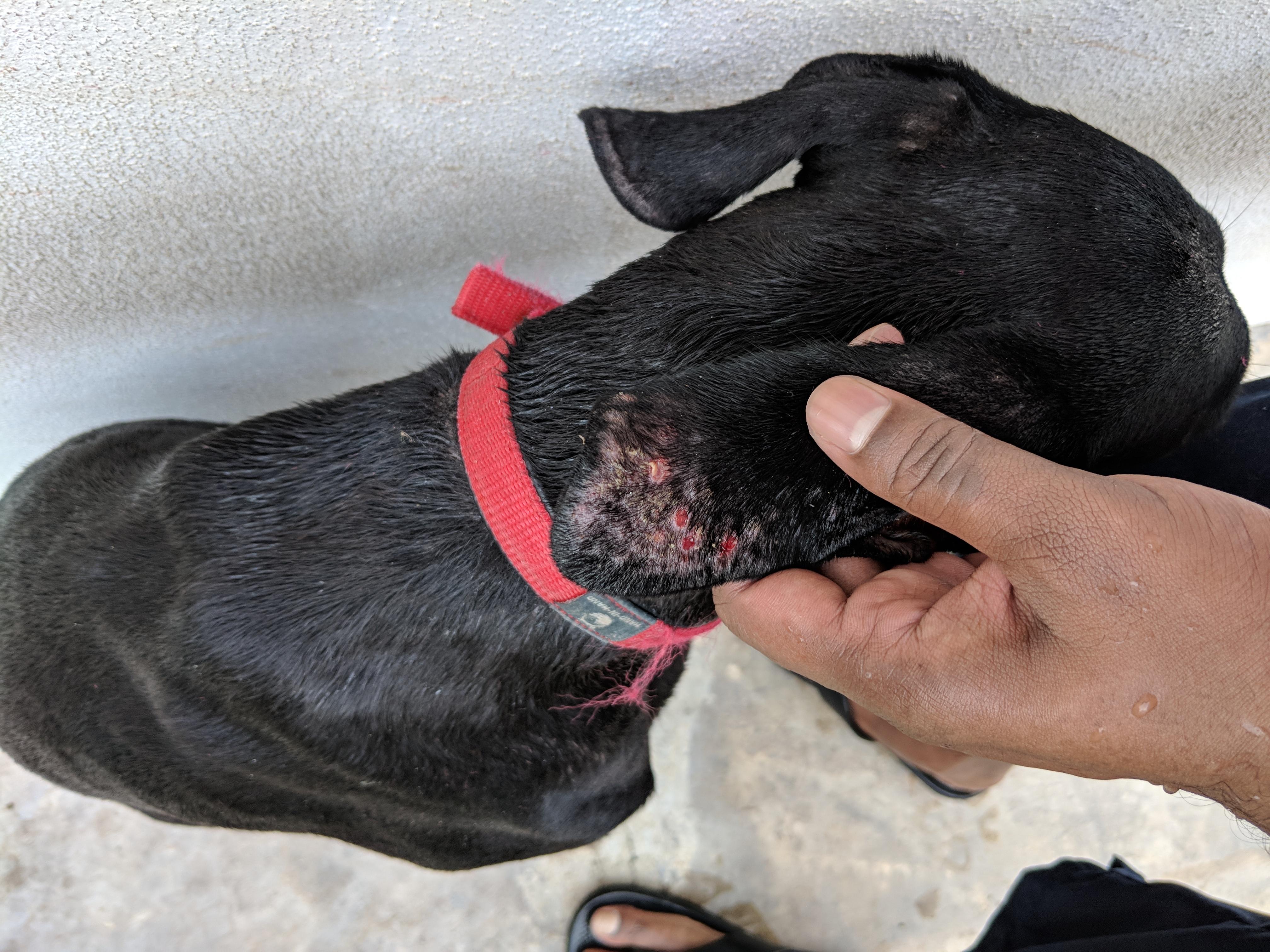 My Dog Has Ear Wounds: What's Causing Them & How to Help? | Petco
