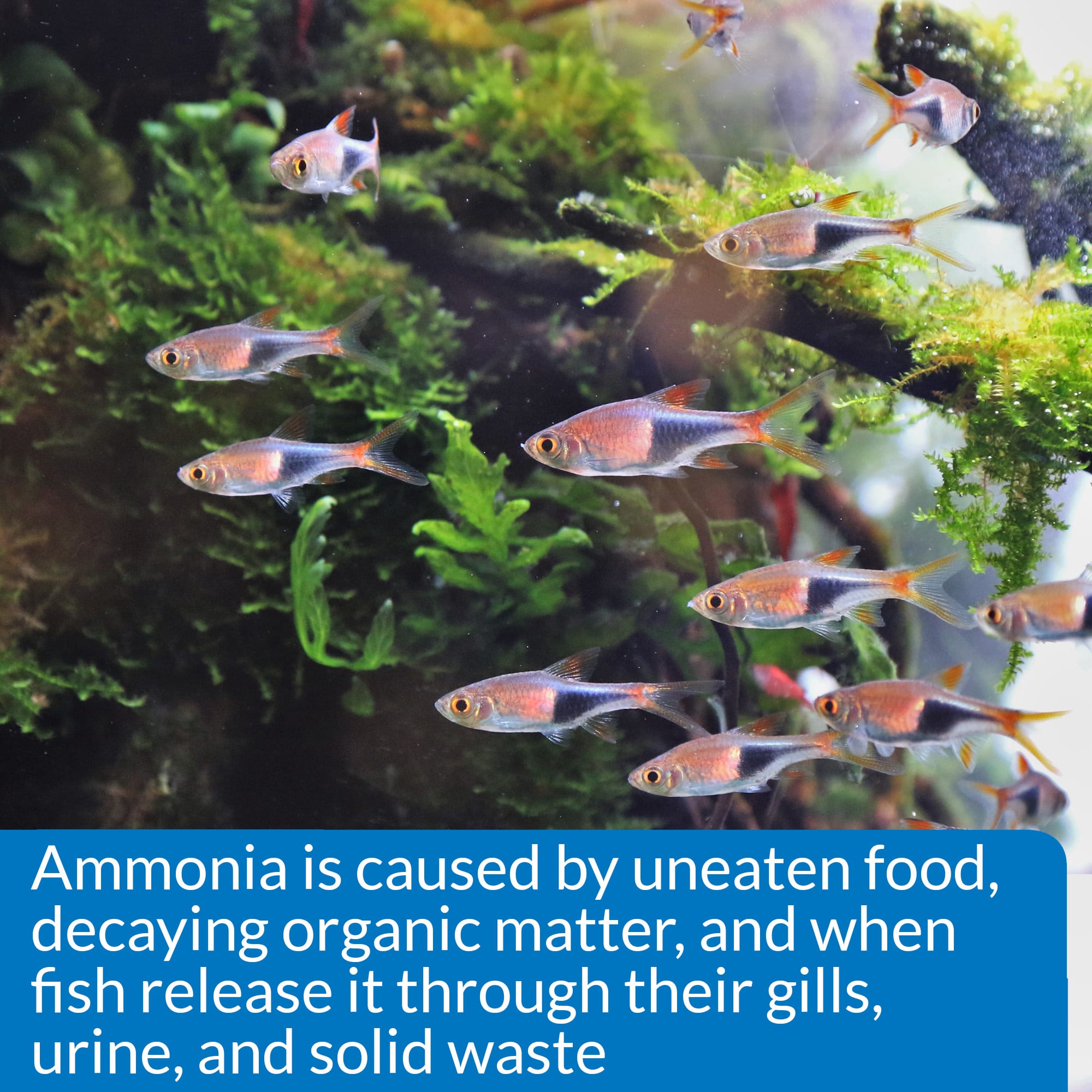 Ammonia and Ammonium—What's the Difference? - Aquarium Fish Depot