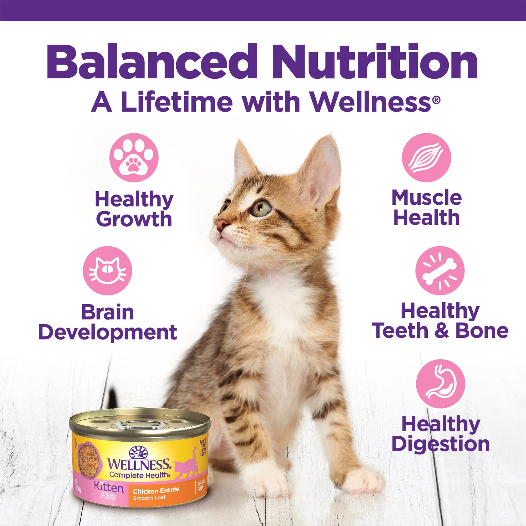 Wellness Complete Health Kitten Chicken Pate Canned Wet Food 5.5