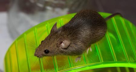 Toys and Other Environmental Enrichment for Rats and Mice