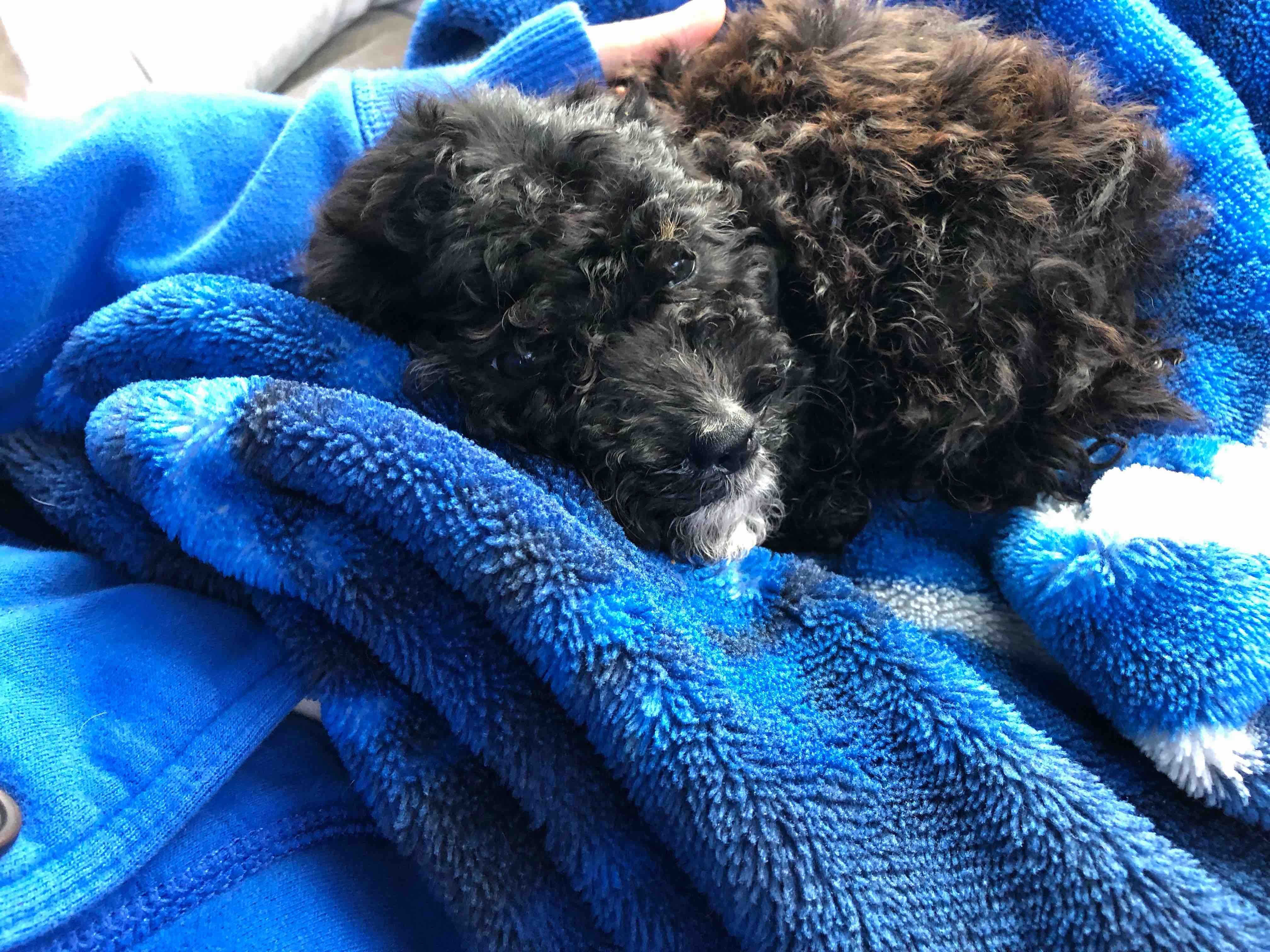 Puppy Wheezing, Gagging, Runny Nose? Find Answers & Help | Petco