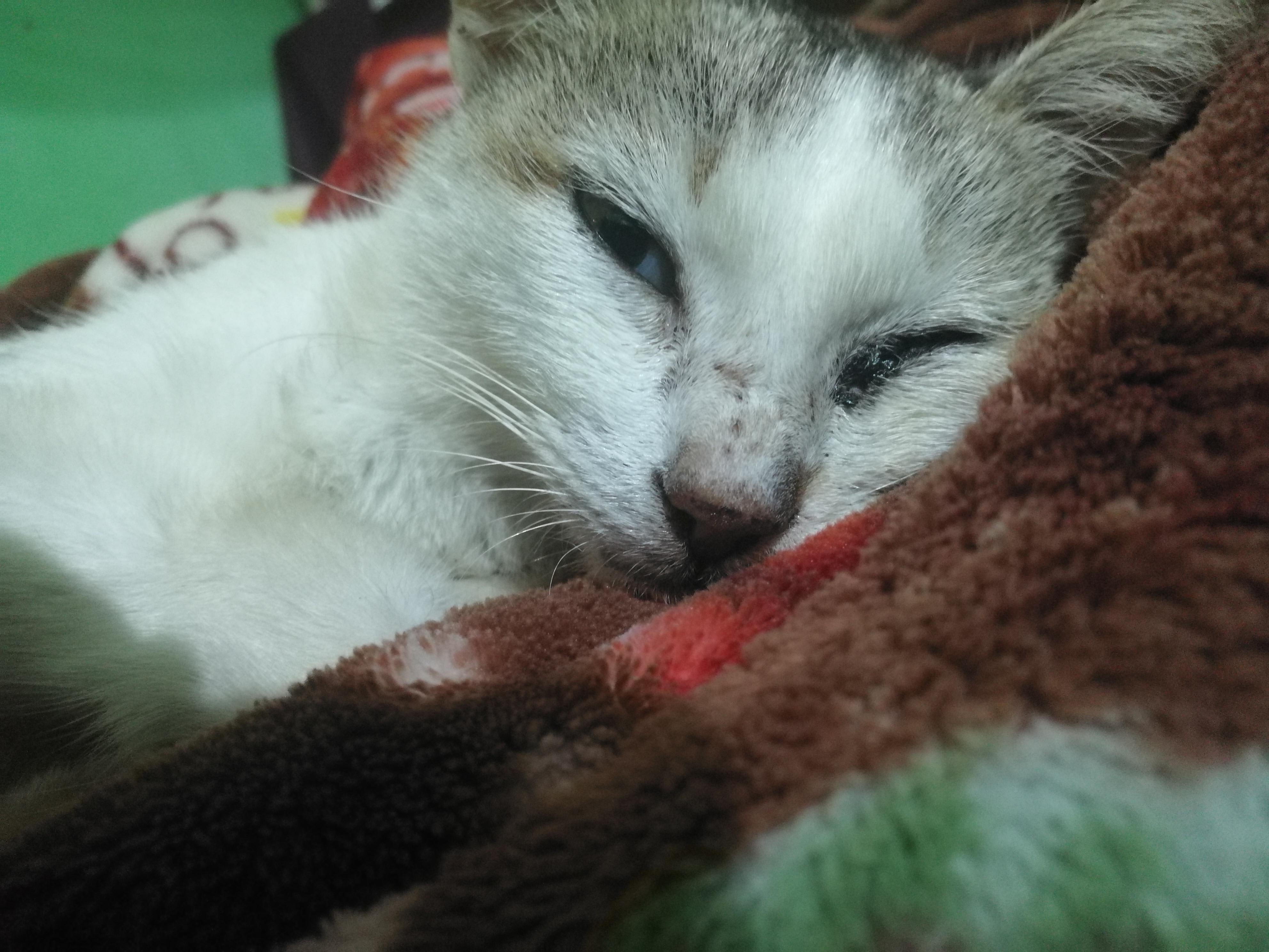 my-cat-is-weak-not-eating-drinking-after-missing-what-to-do-petco