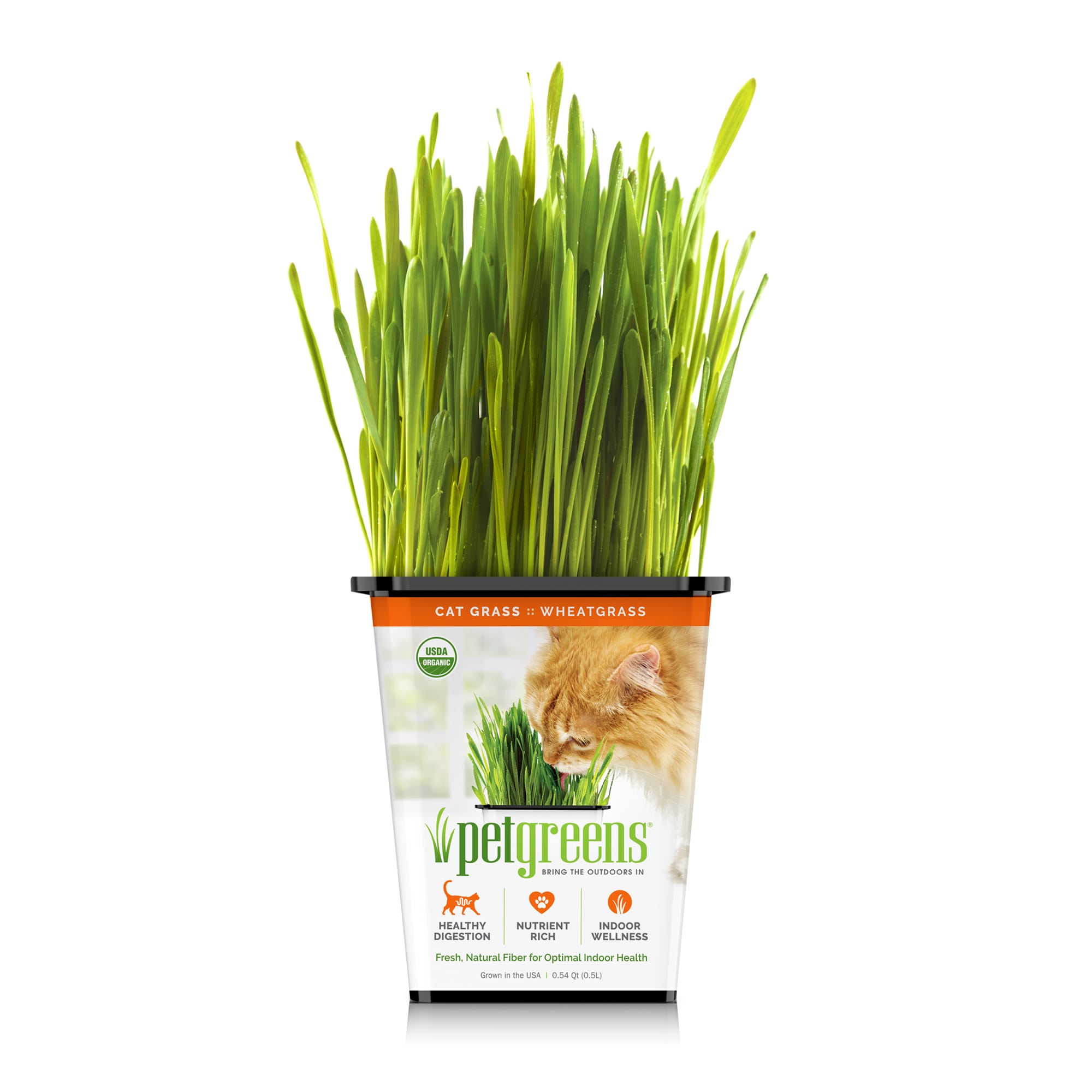 Is wheatgrass clearance bad for cats