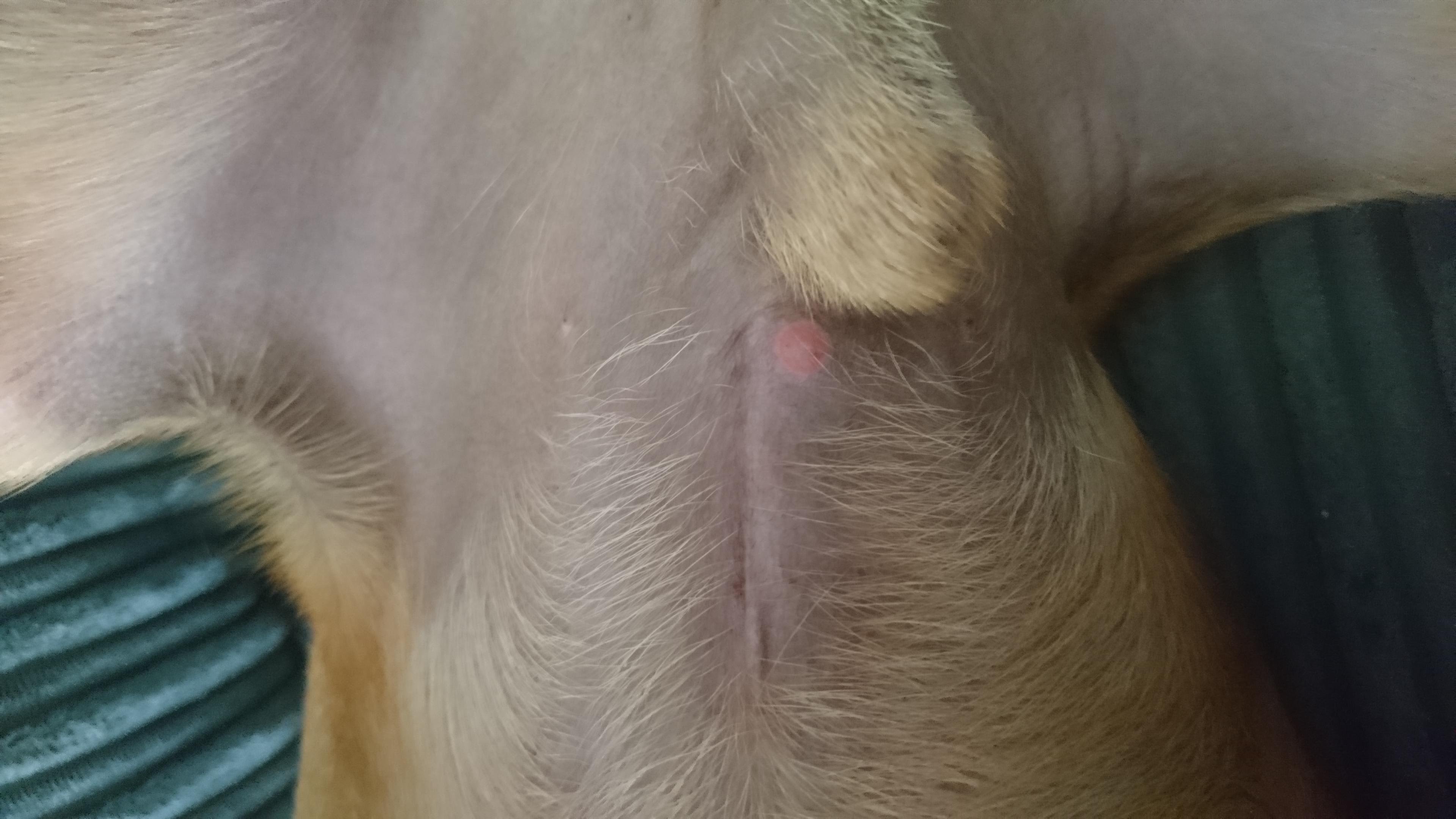 Dog neutered a month ago: red mark near incision. Should I worry? | Petco