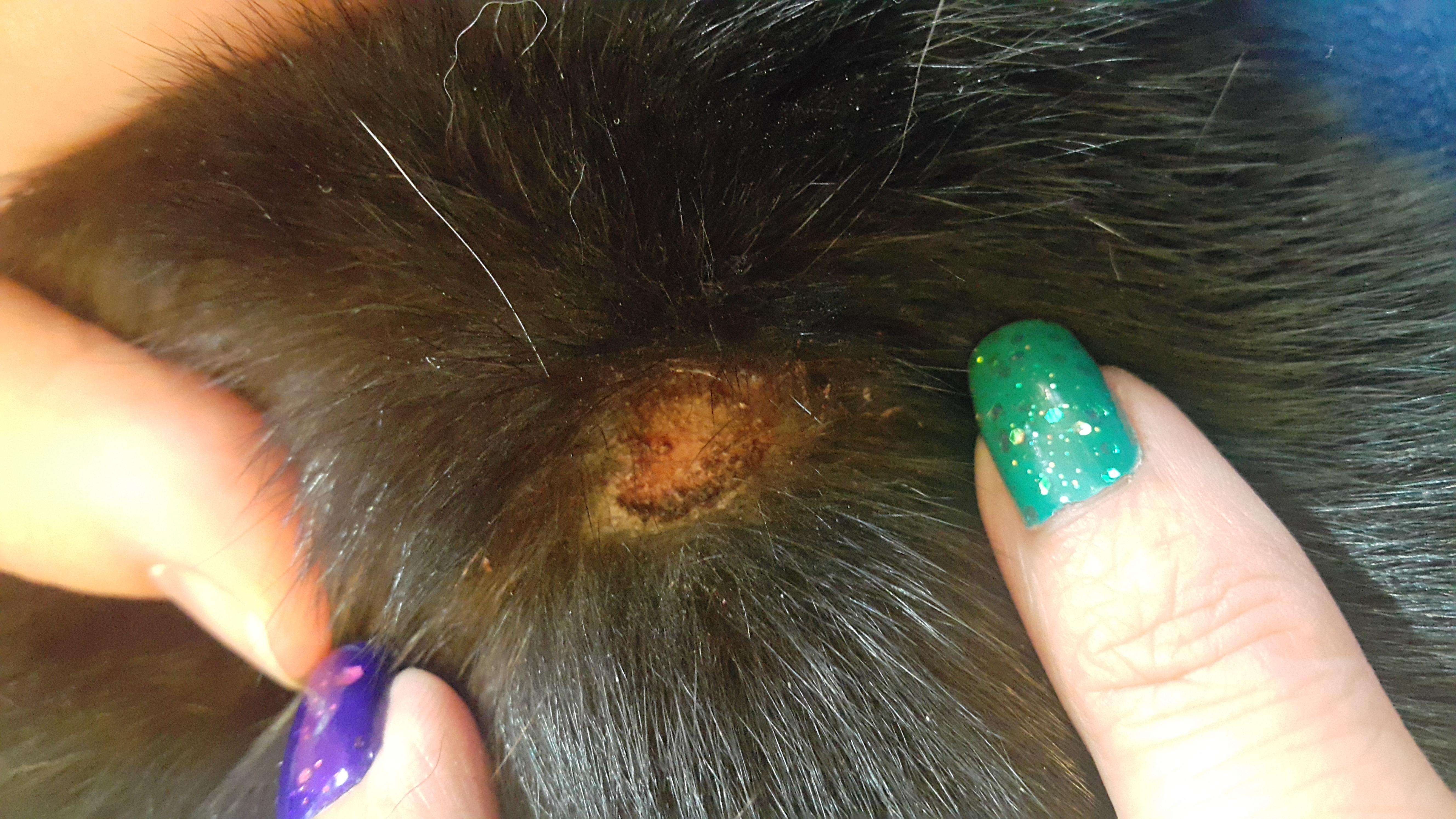 My 10-year-old cat has red, moist spots on her face and neck. | Petco