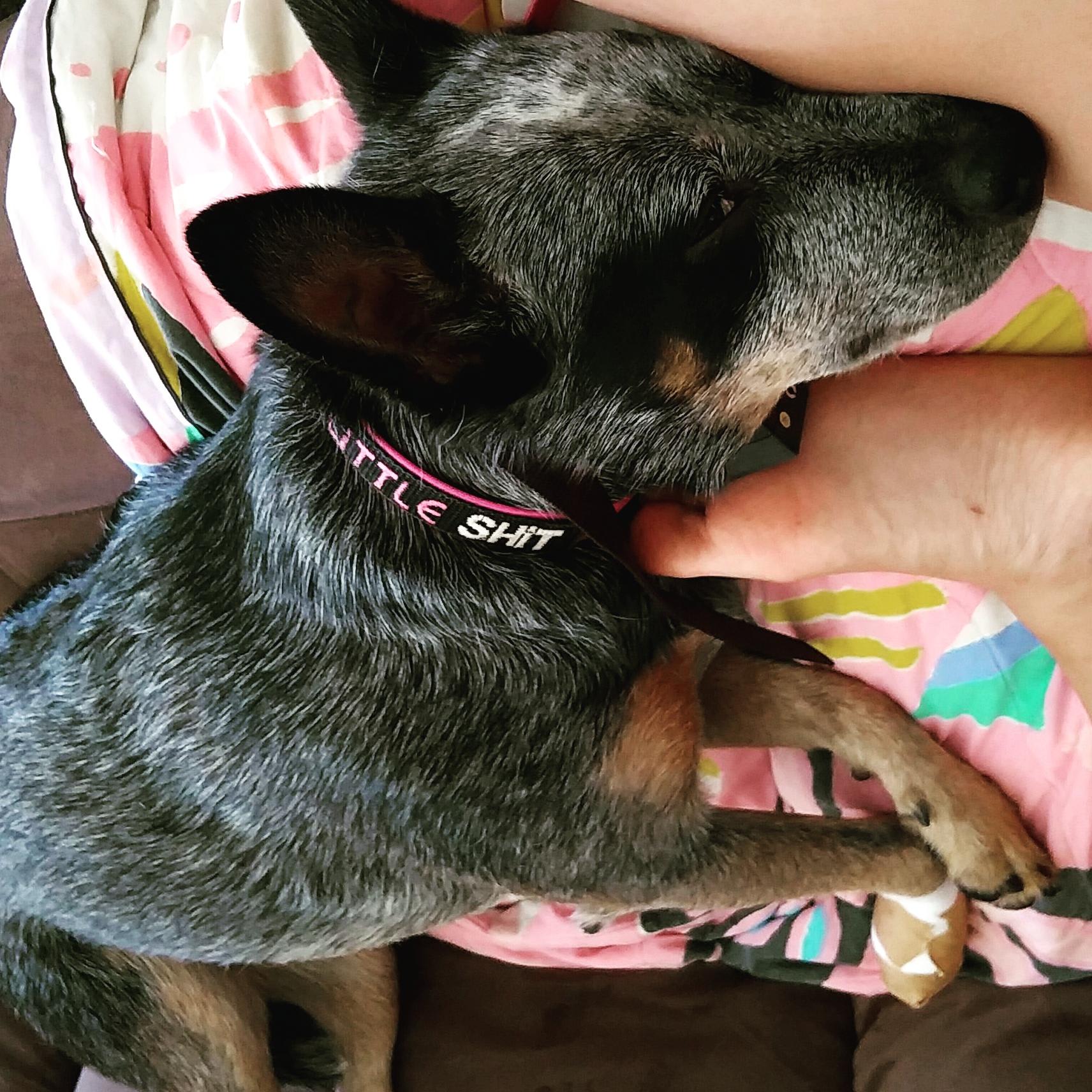 View of Get the Facts about Pain Relievers for Pets | FDA