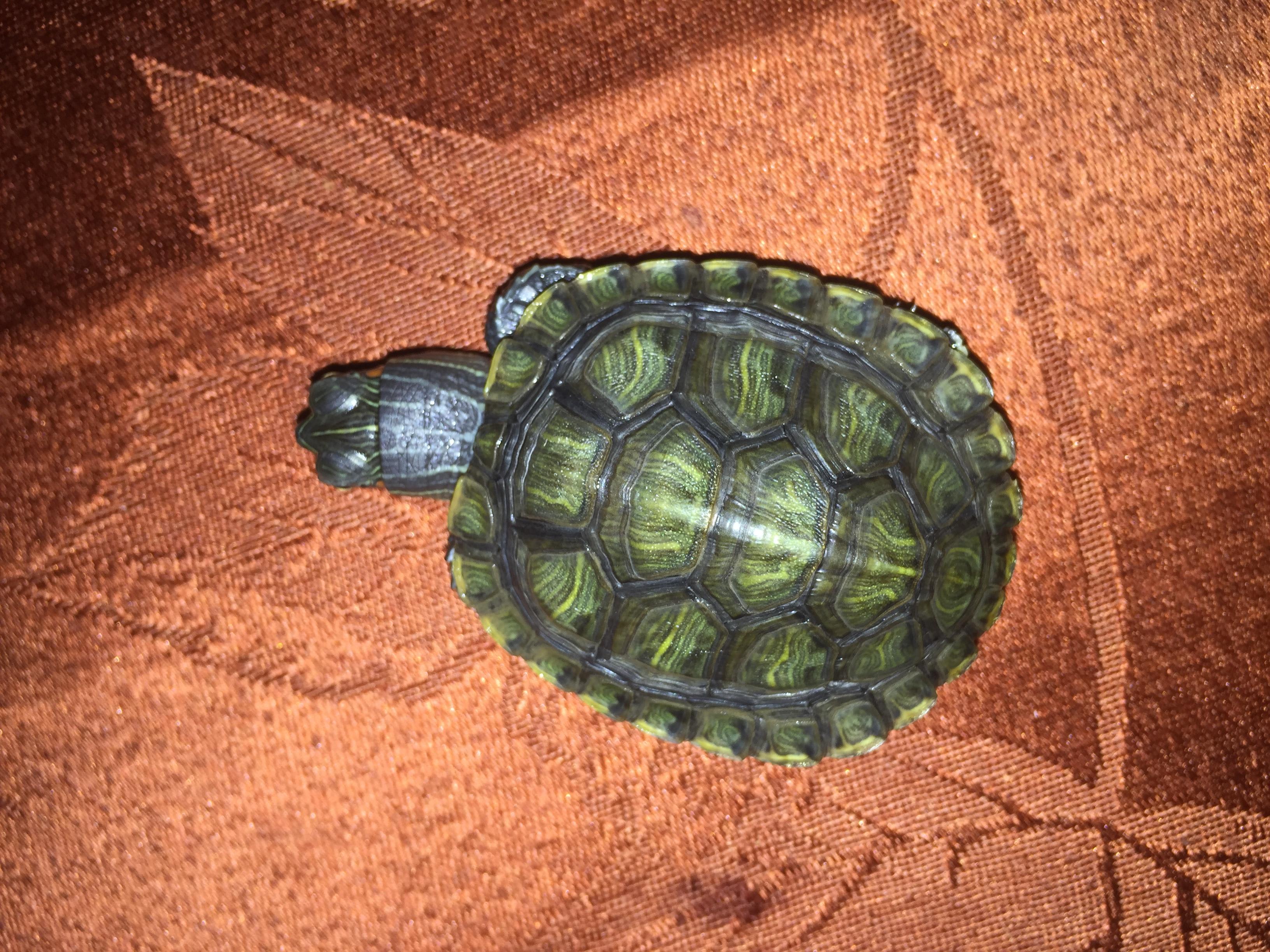 How much to feed a red eared slider & signs of a healthy turtle? | Petco