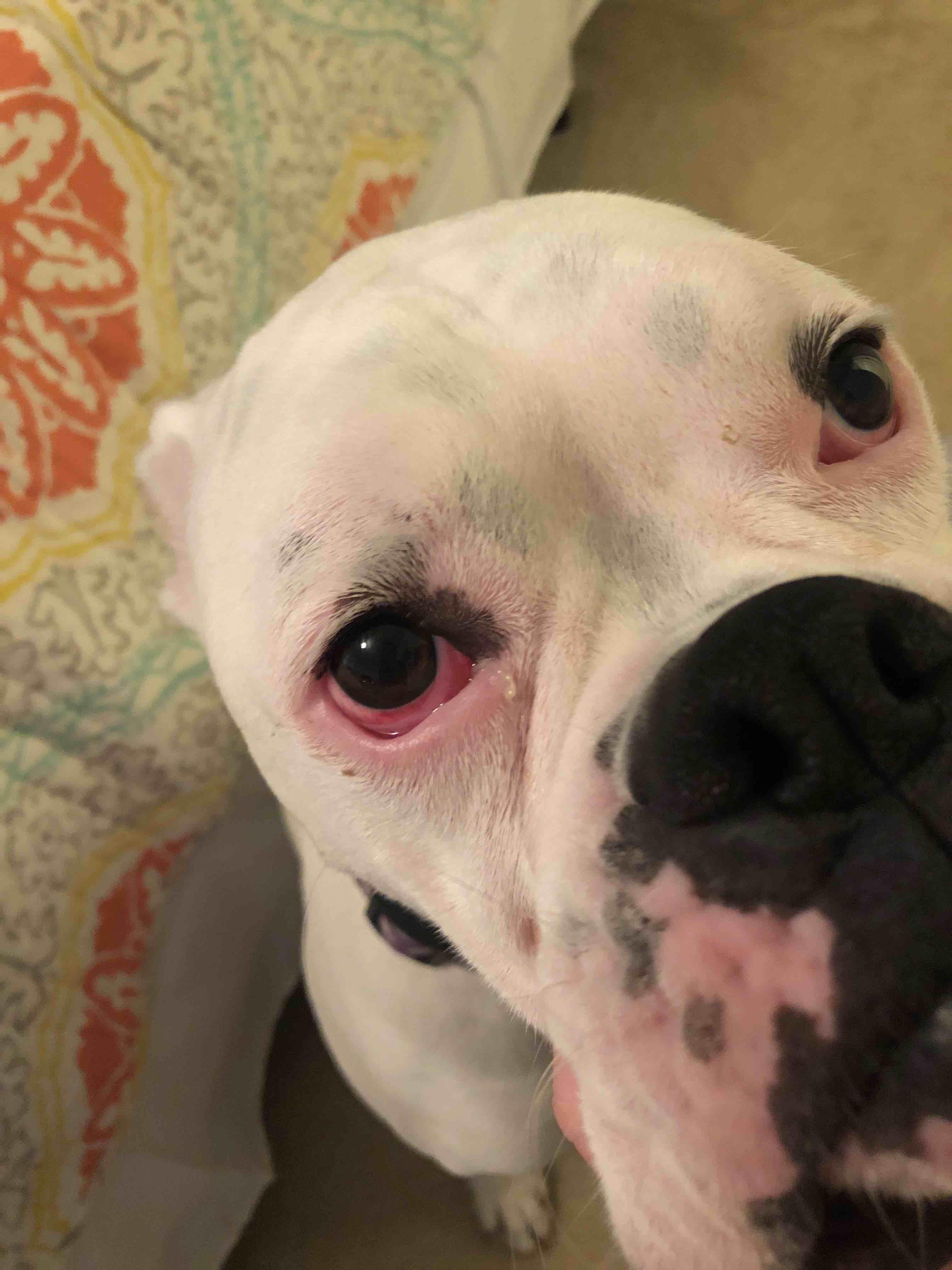 My dog has bloodshot eyes and eye boogers. Is it an emergency? | Petco