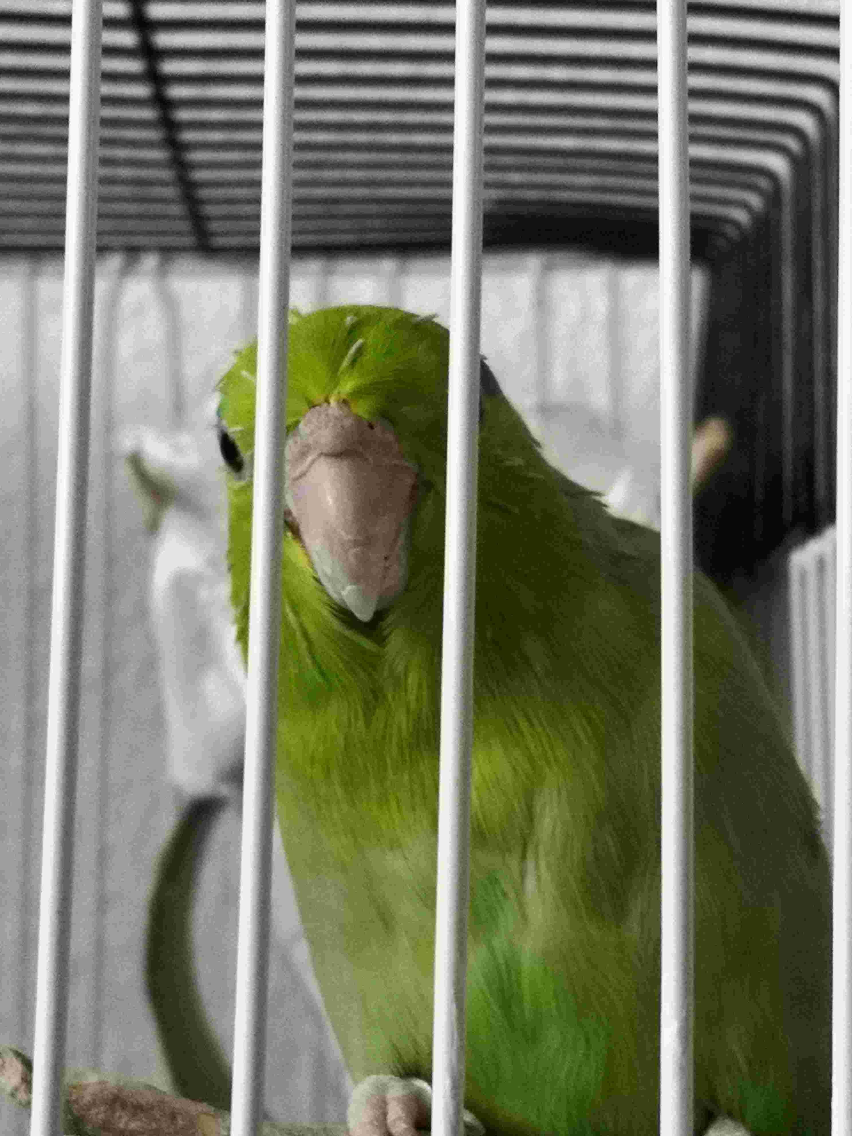 My parrotlet has a new fleshy growth on its beak. What is it? | Petco